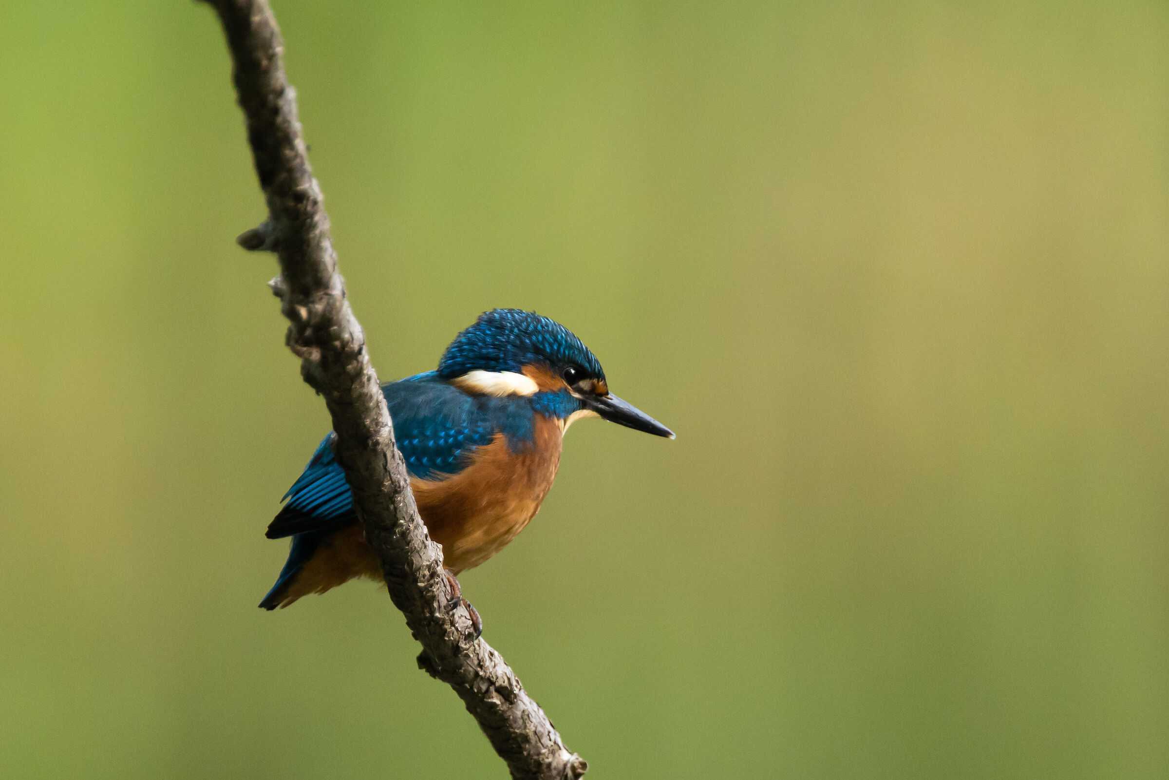 Kingfisher - Saletti Oasis (BG)