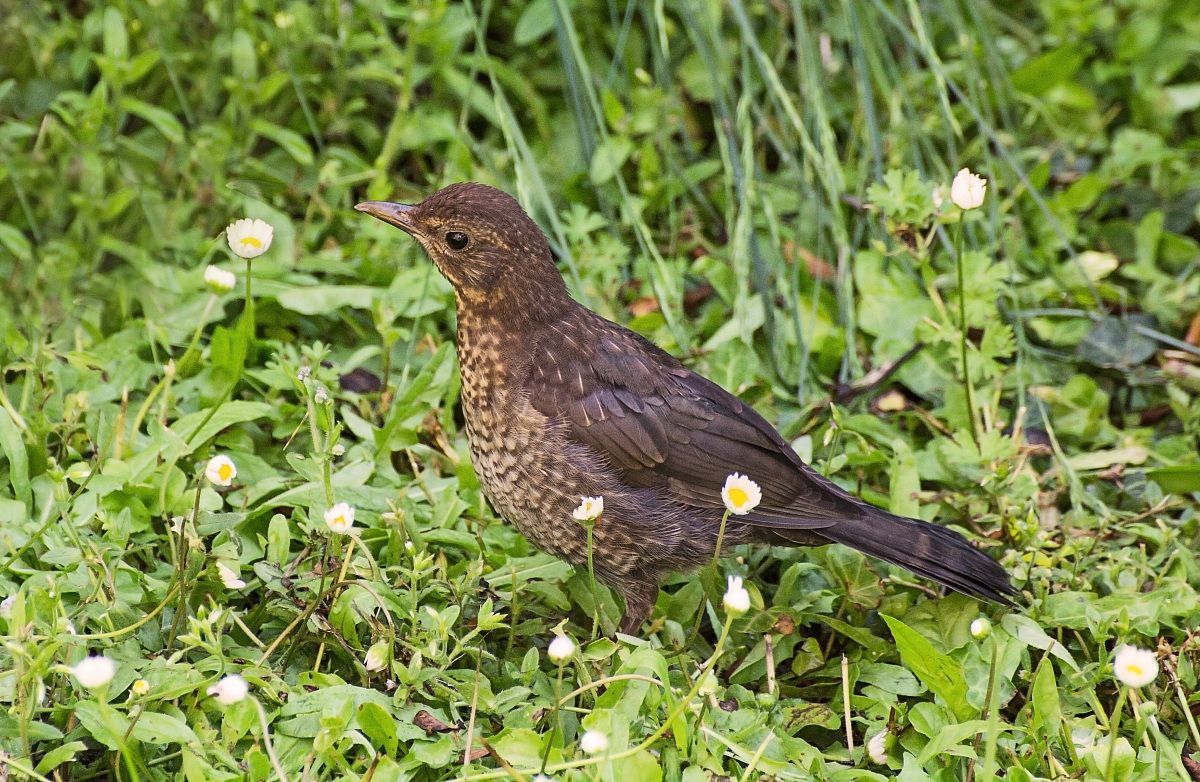 Ah, mi sento un po' gonfio oggi...