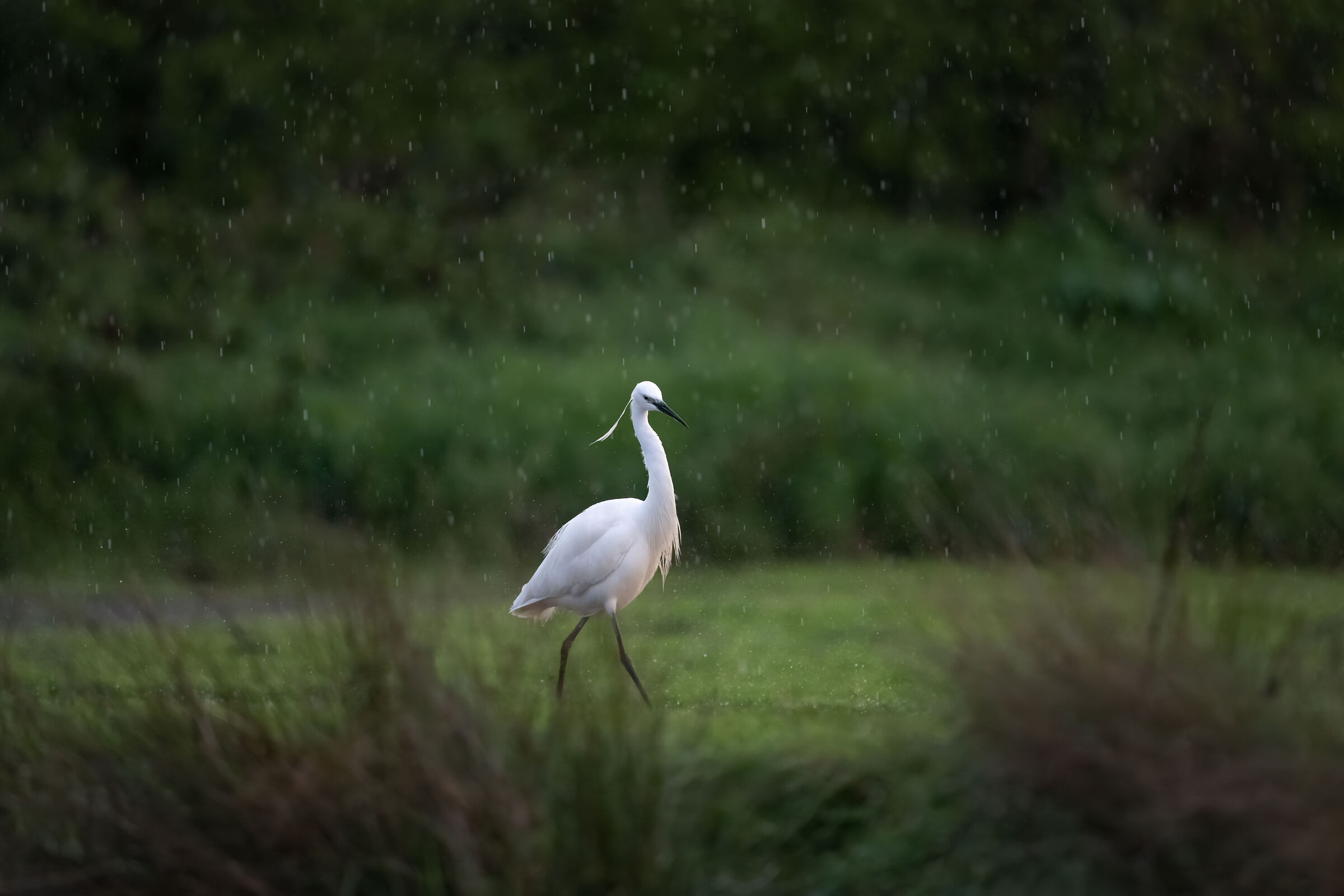 Little egret (Egretta egret)