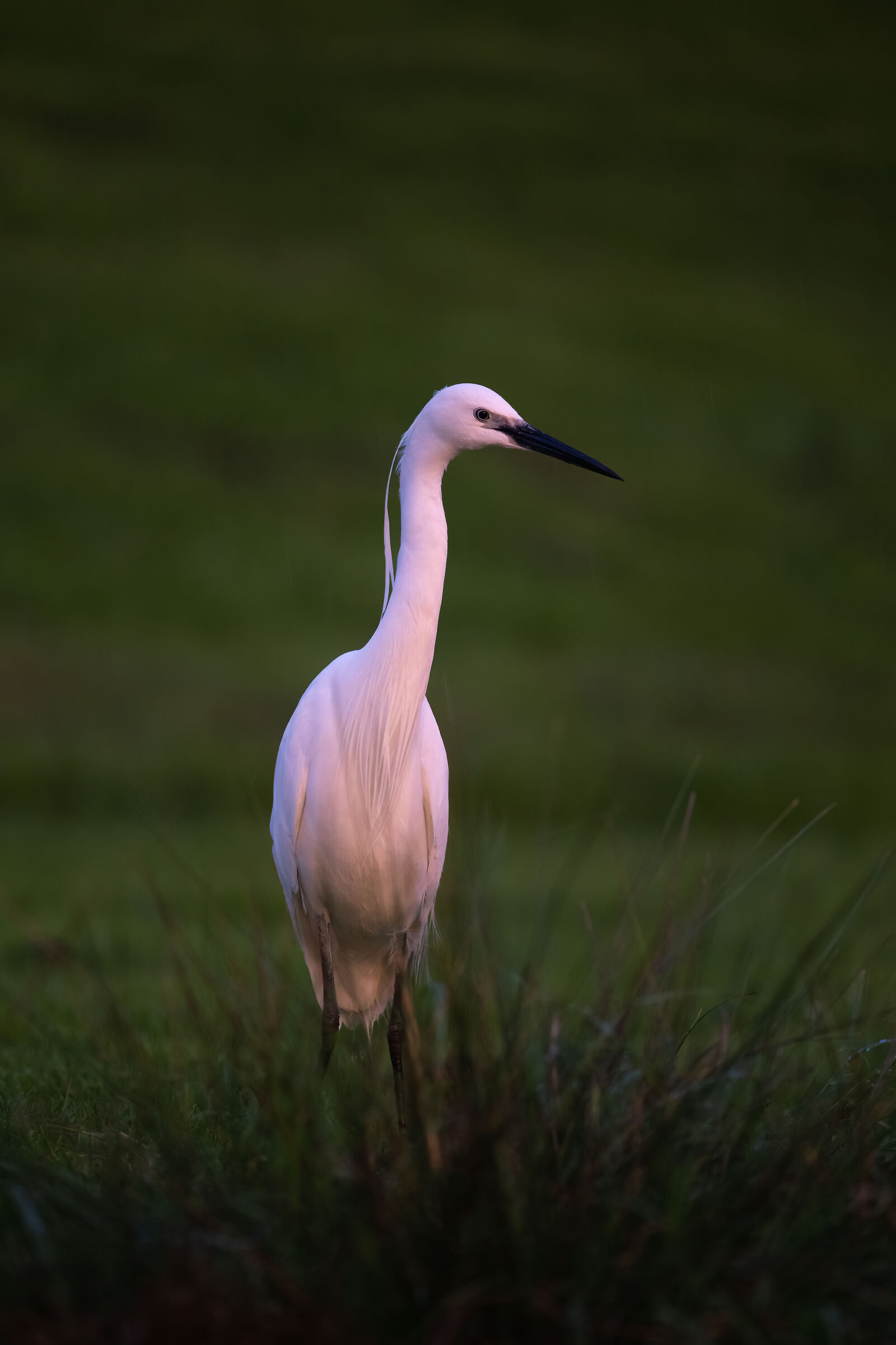 Little egret (Egretta egret)