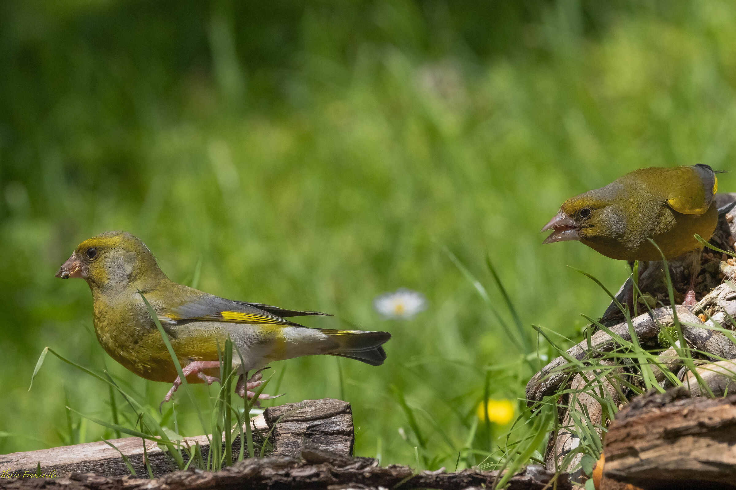 Quarrelsome greenfinches