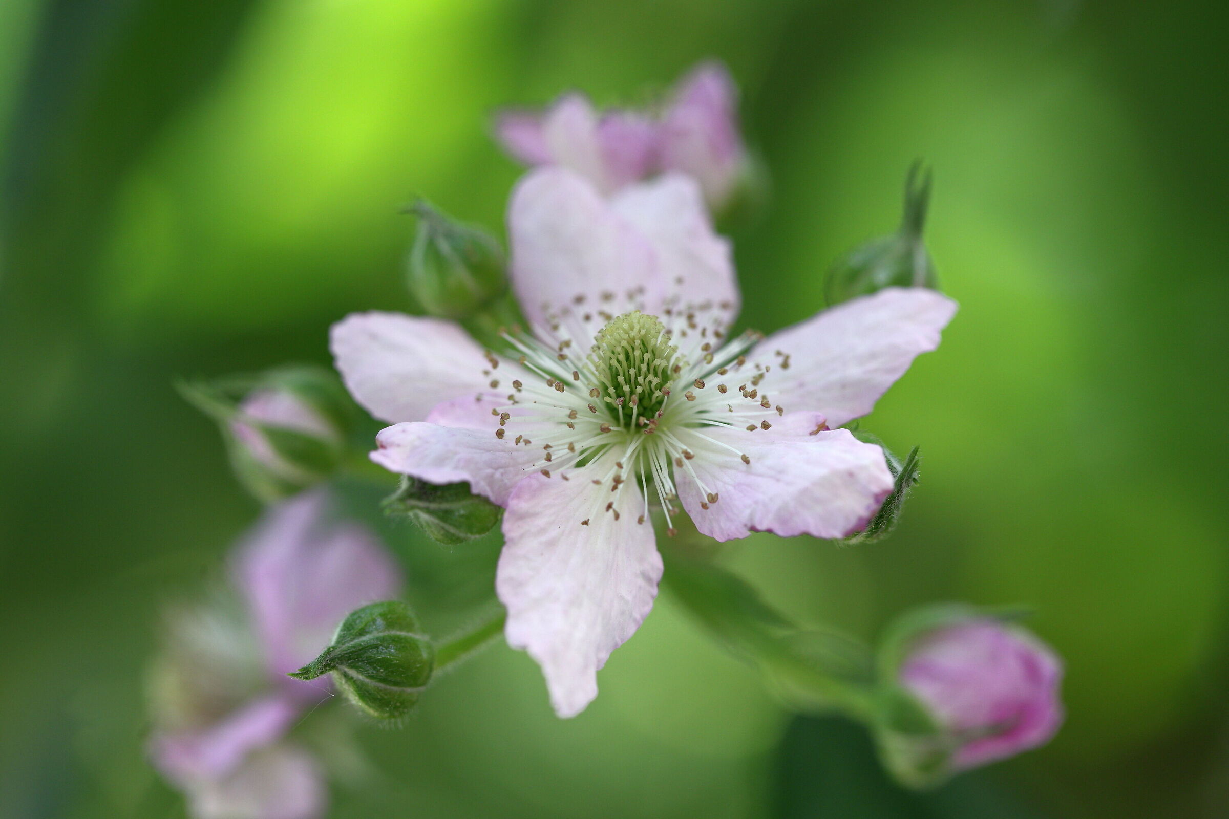 Fiore di mora