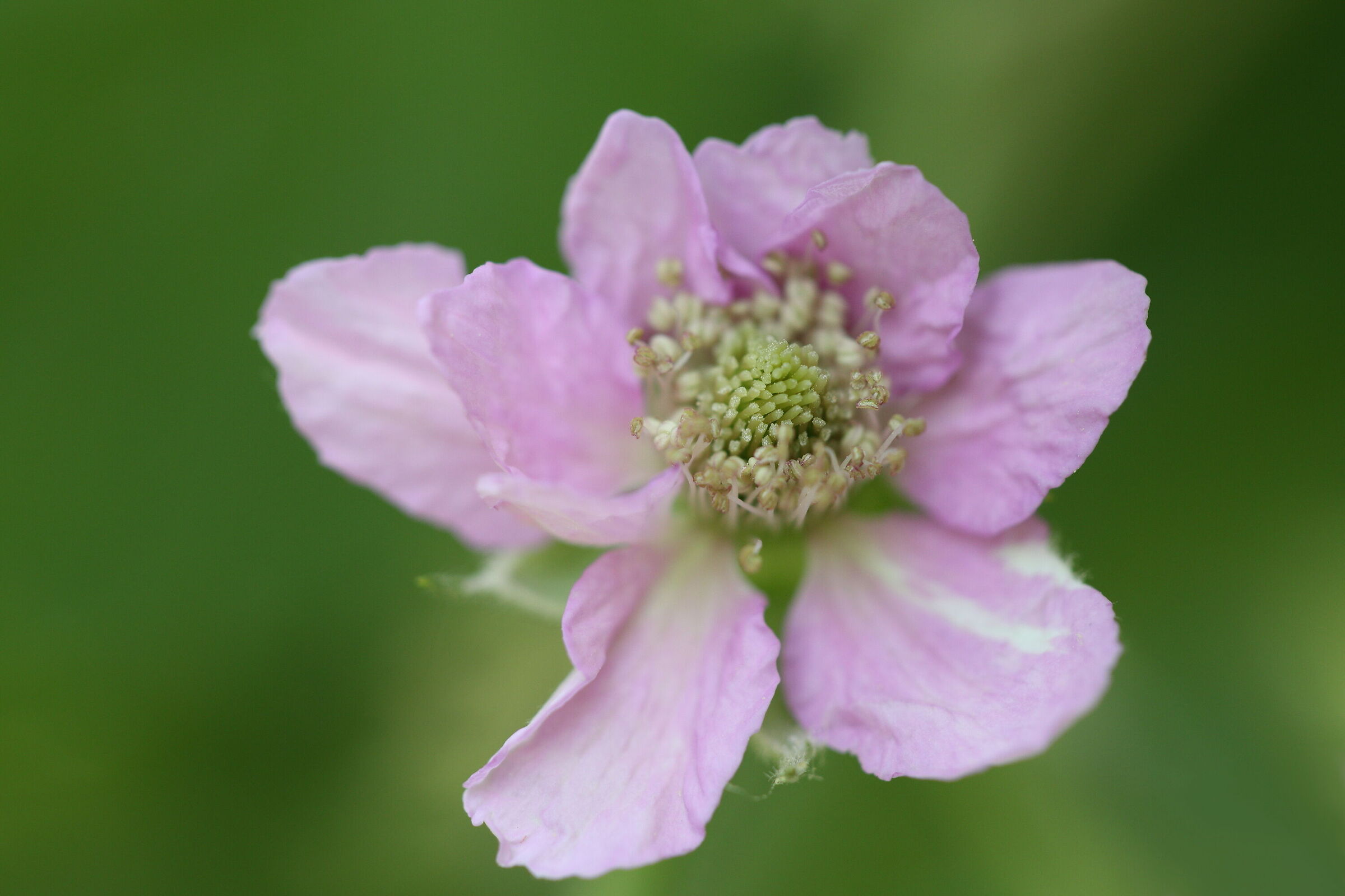 Blackberry flower