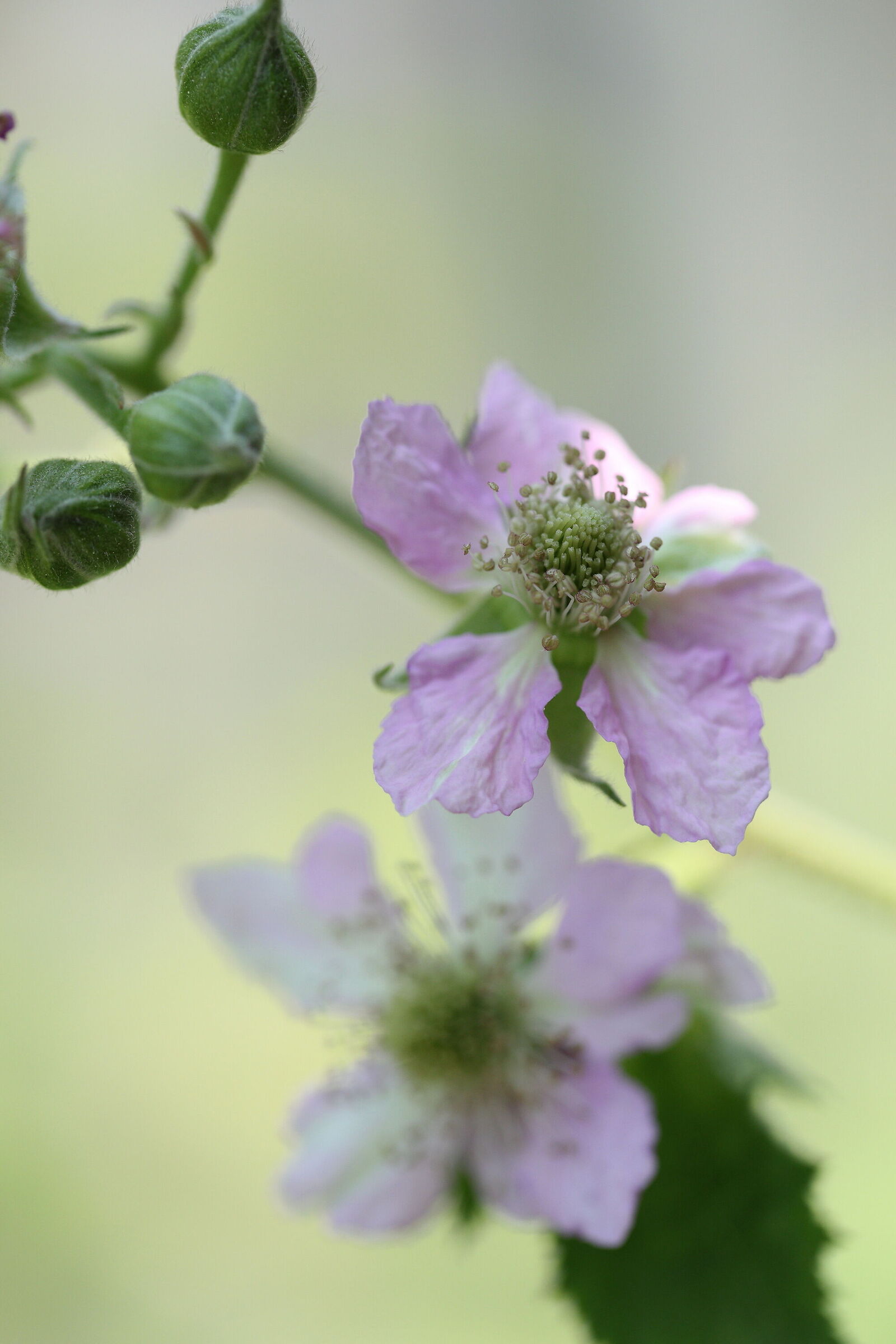 Blackberry flower