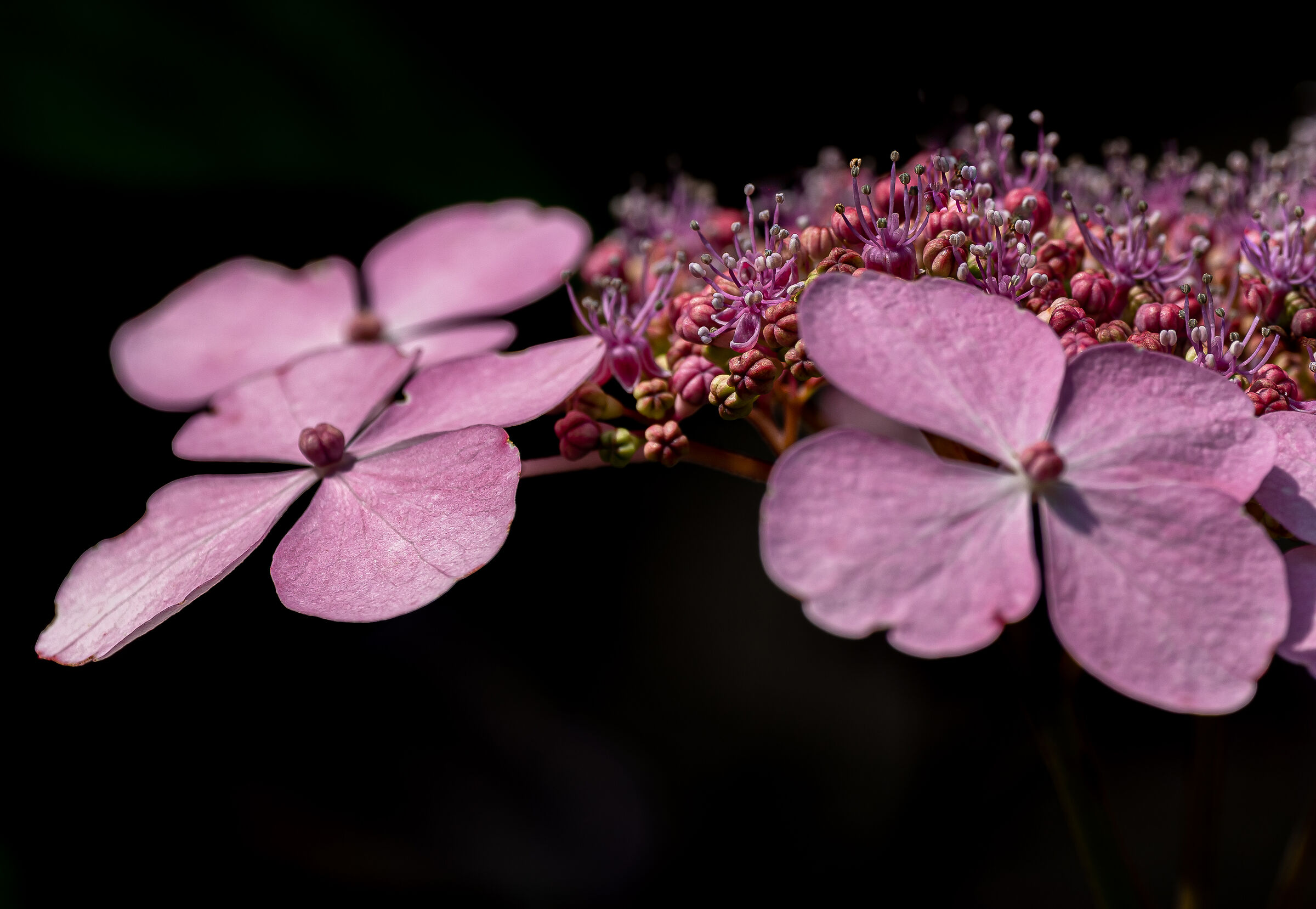 Galassie e Microcosmo...