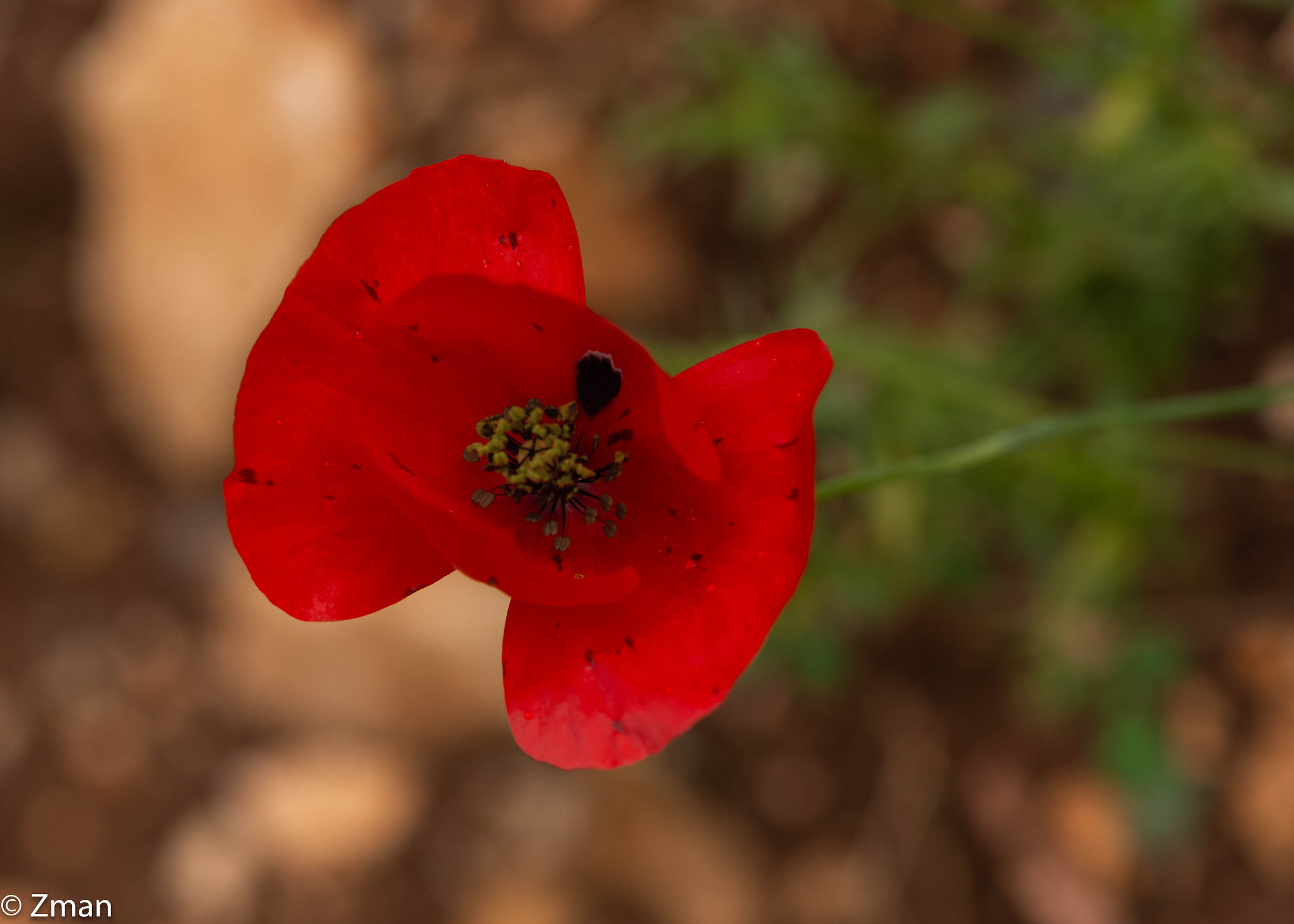 Uqhouan Fiori selvatici