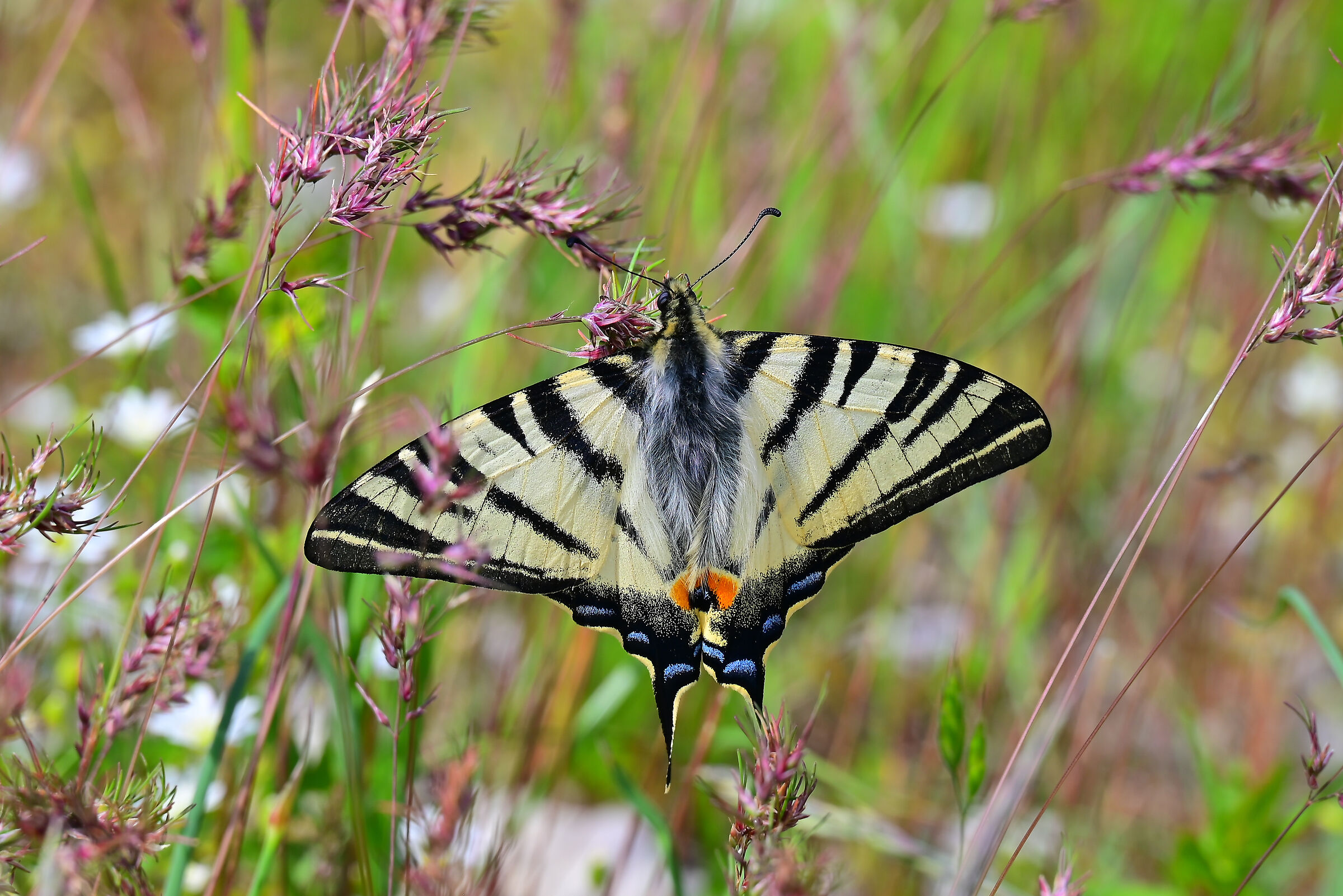 Iphiclides podalirius
