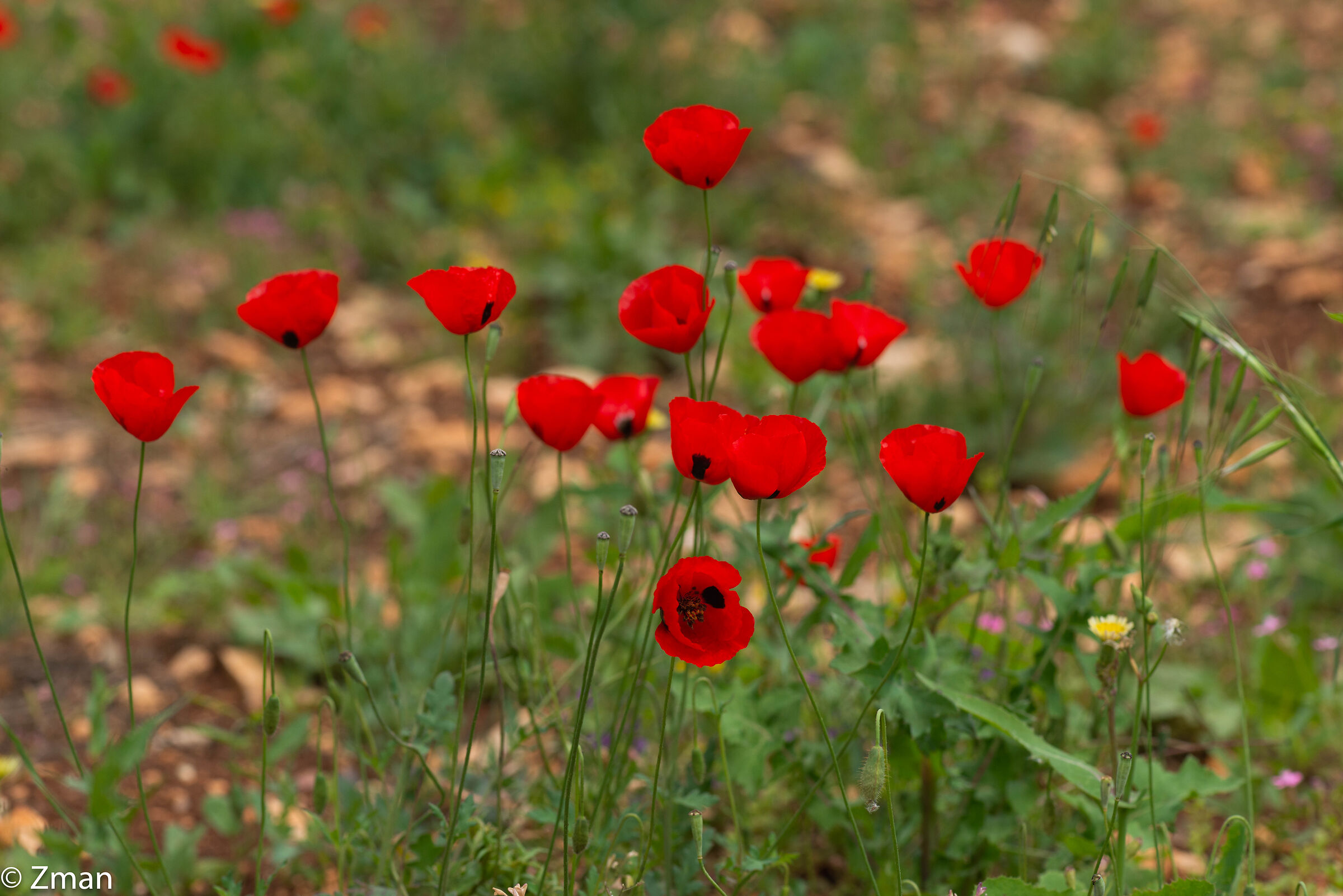 Uqhouan Fiori selvatici
