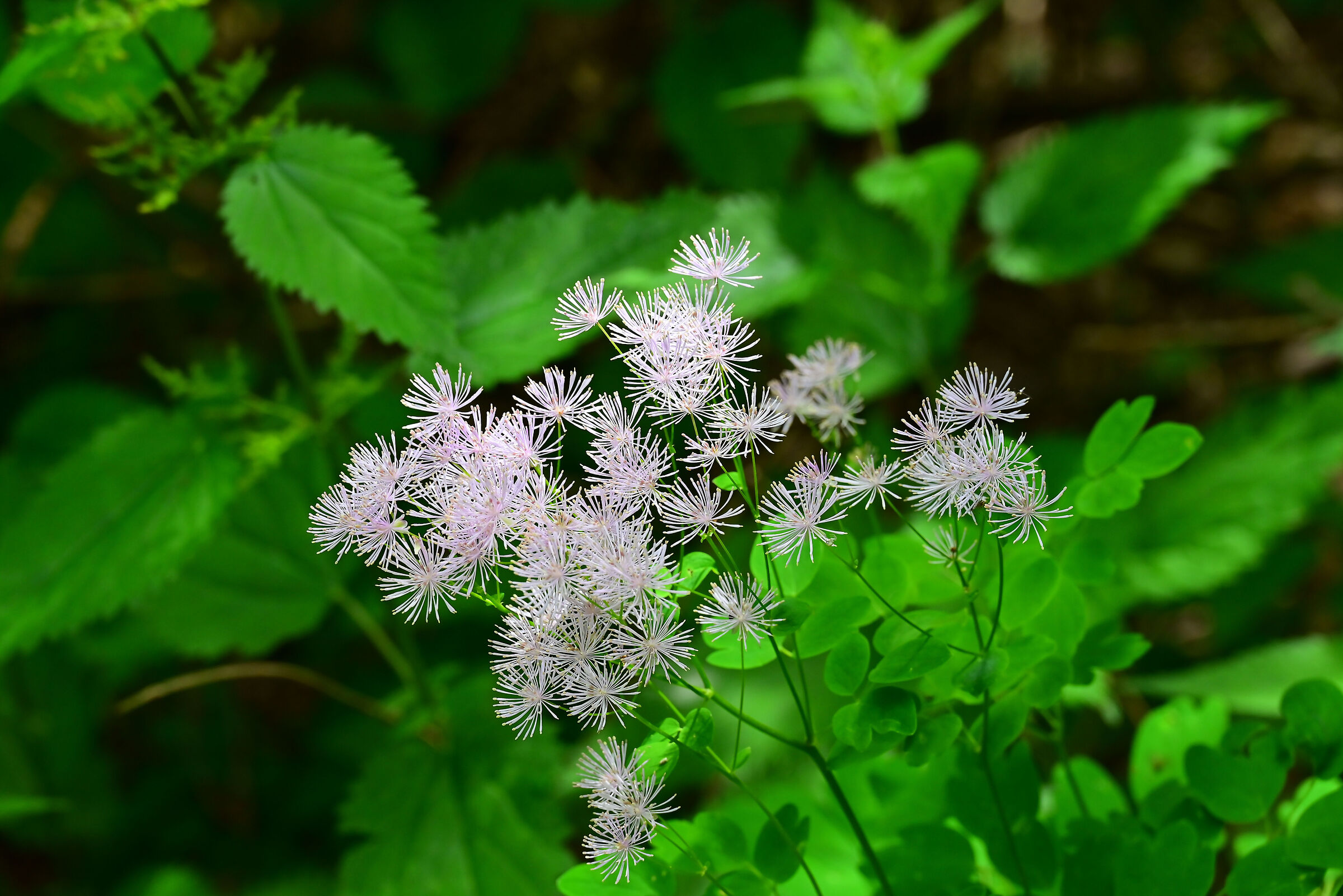 Thalictrum aquilegiifolium