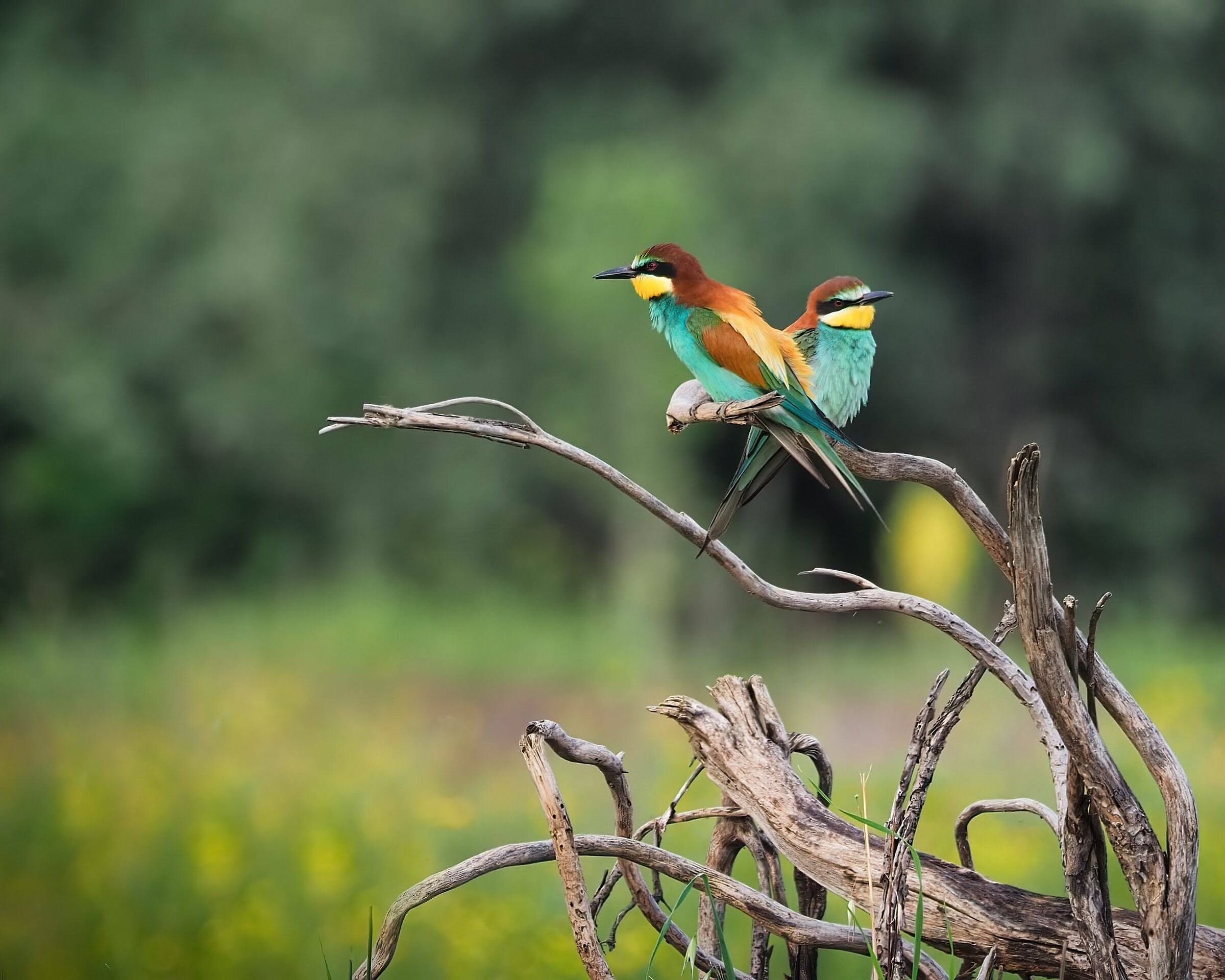 Bee-eaters (the couple)