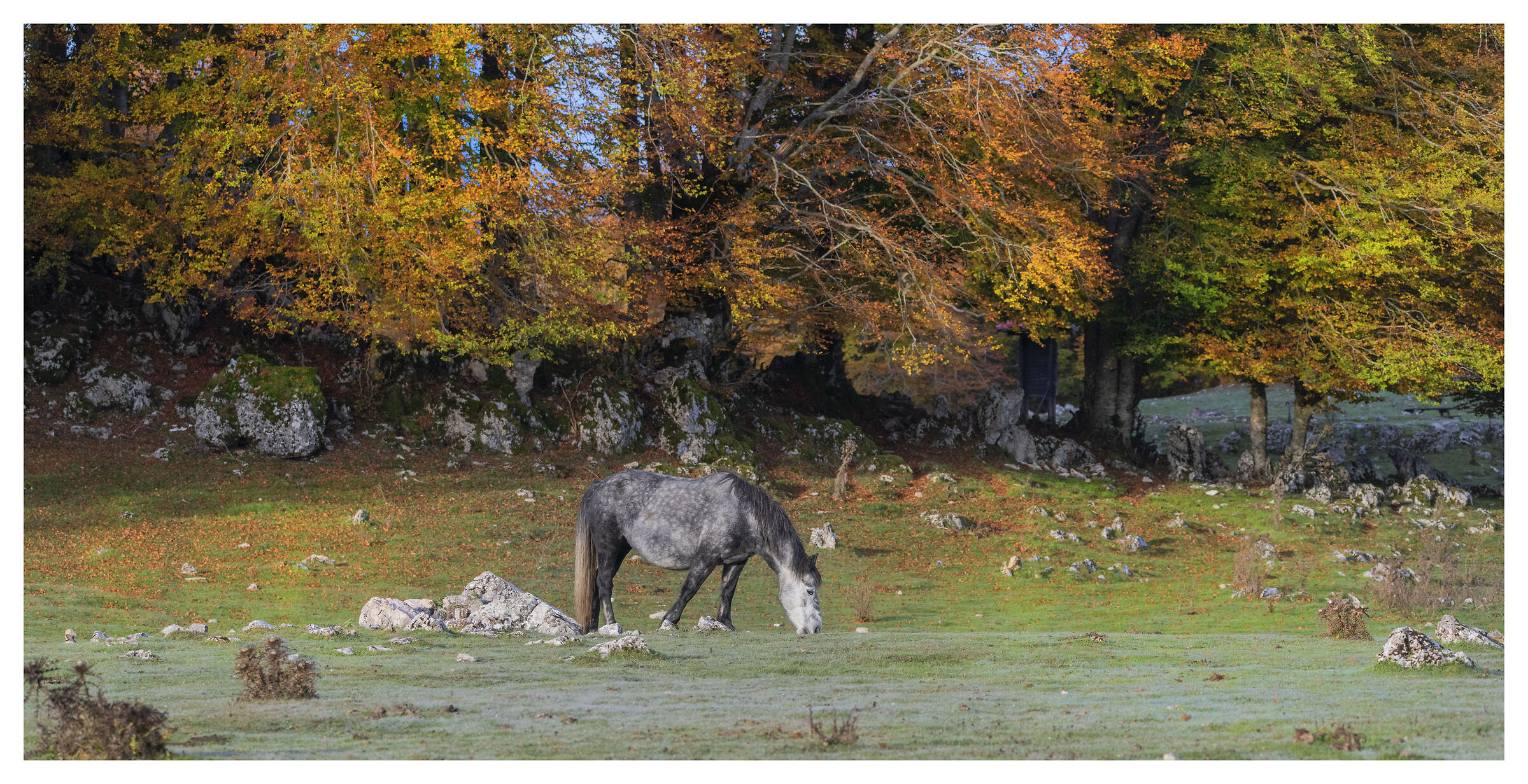 Cavalli selvatici nella piana