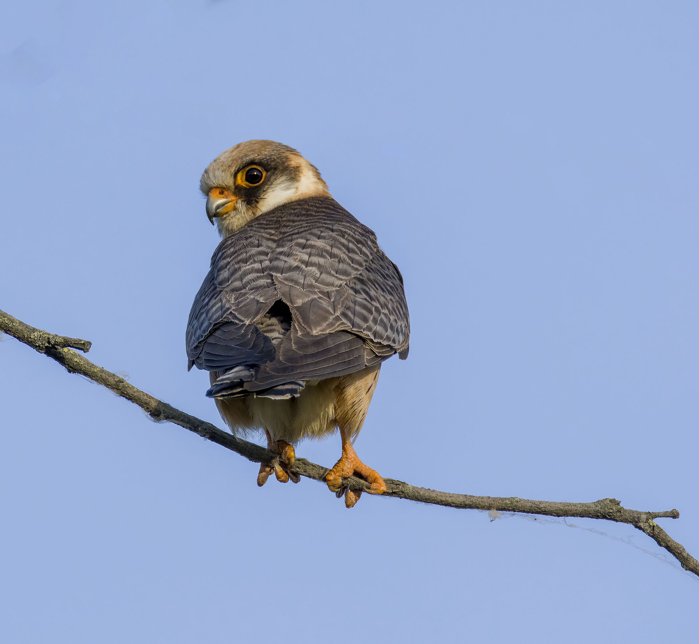 Falco cuculo su ramo