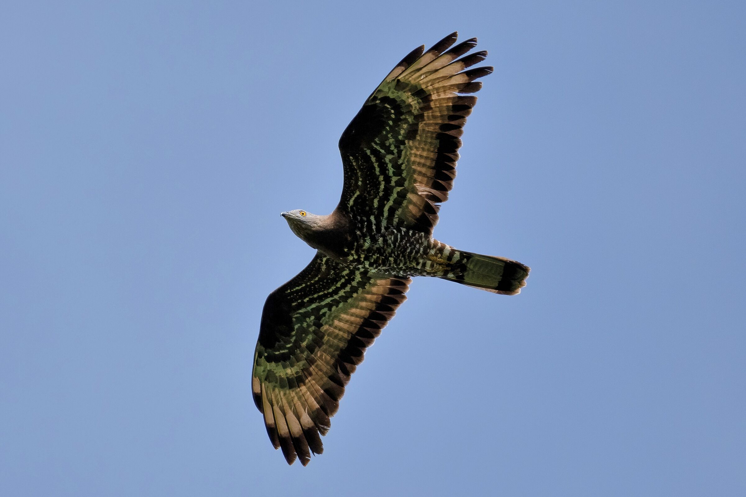 Falco Pecchiaiolo (Pernis apivorus)