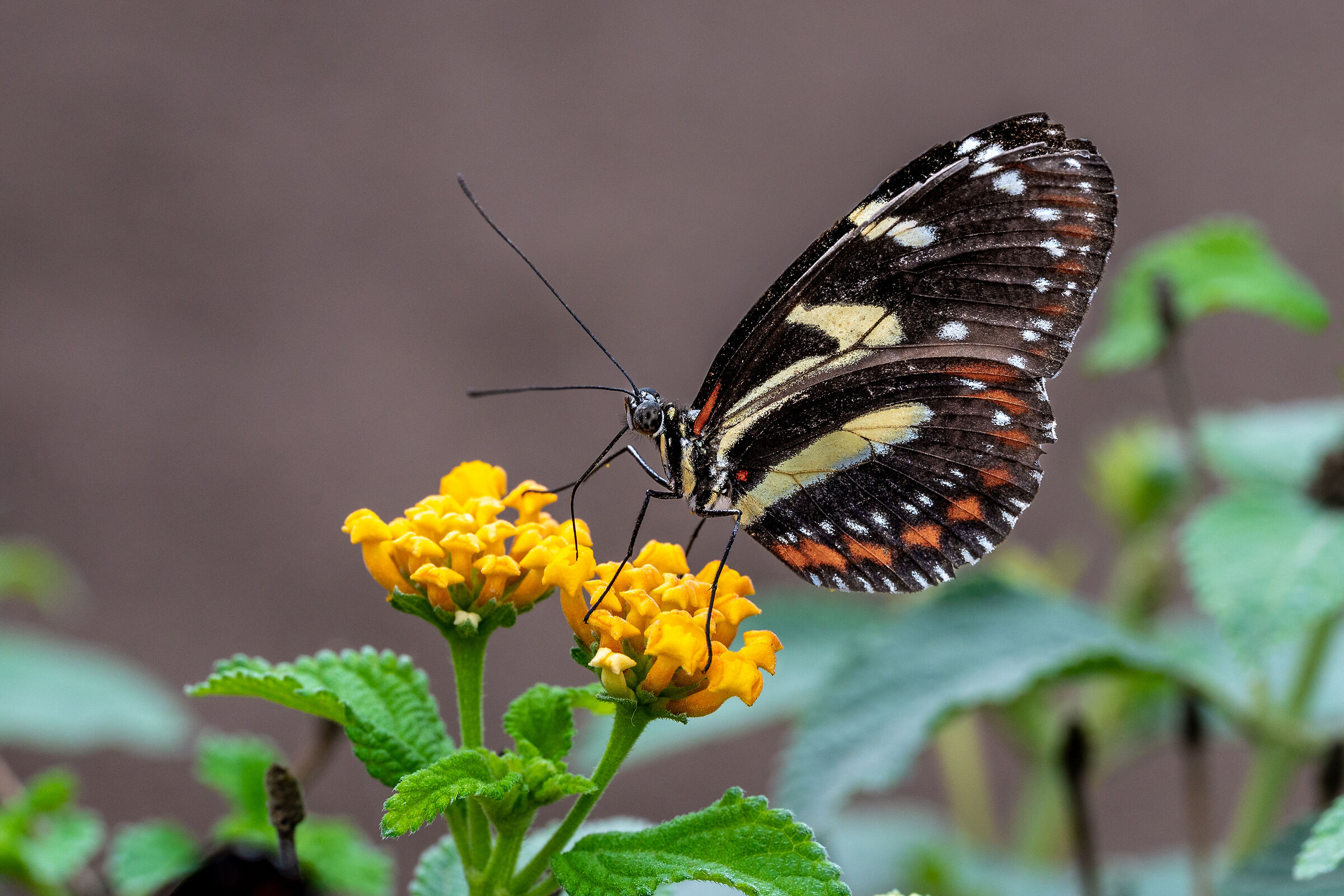 Heliconius atthis