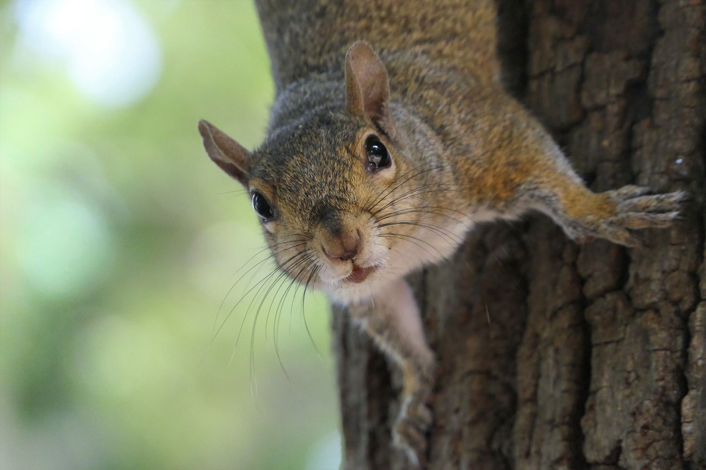 a me gli occhi umana......dammi le noccioline