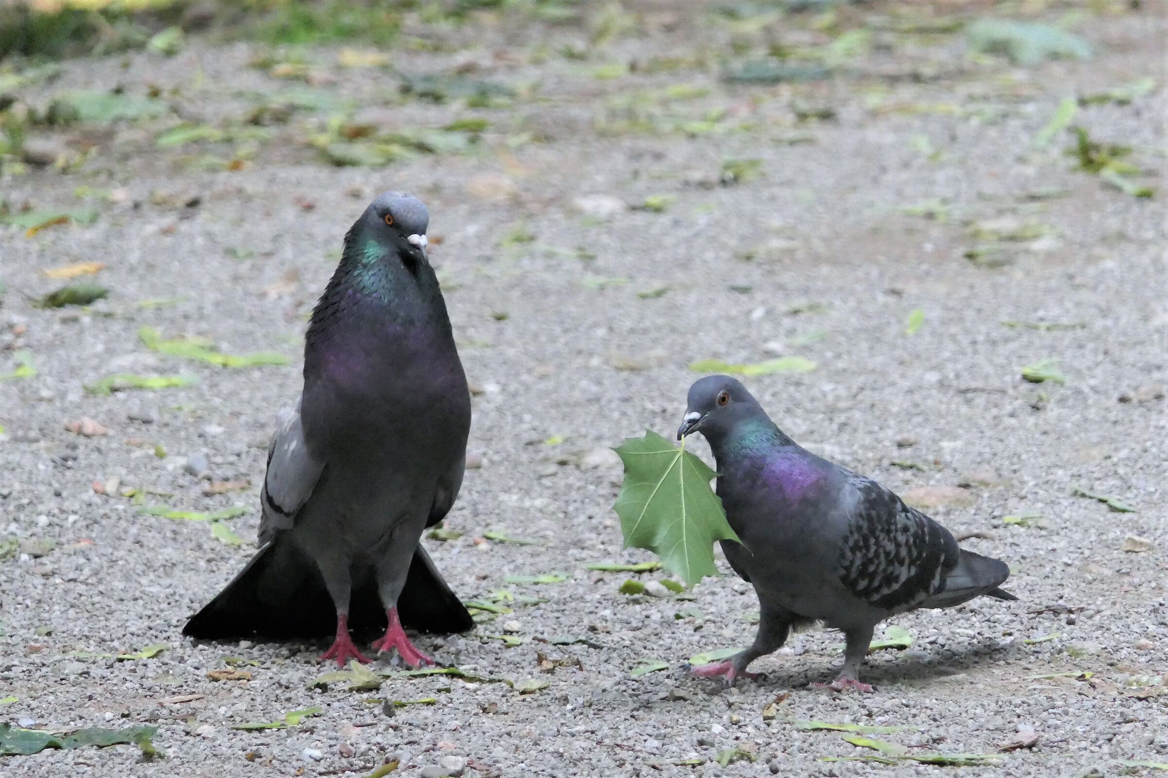 ciao bella piccioncina