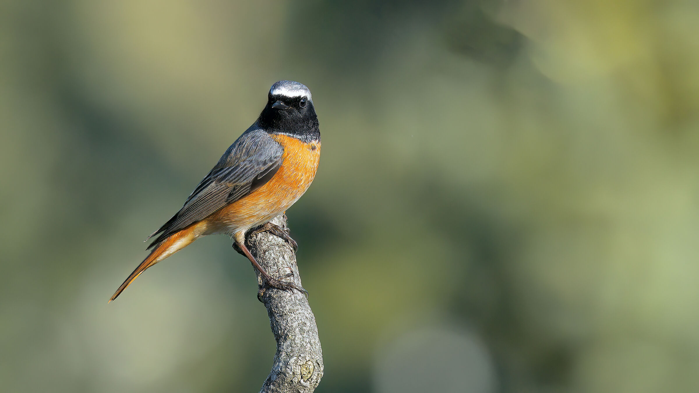 Redstart m