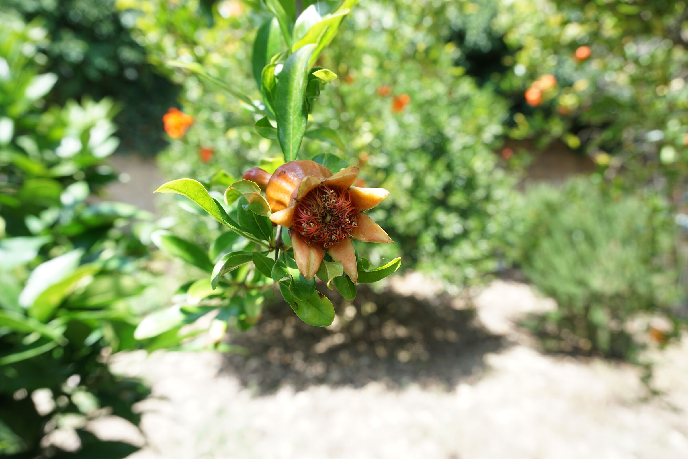 fiore di melograno