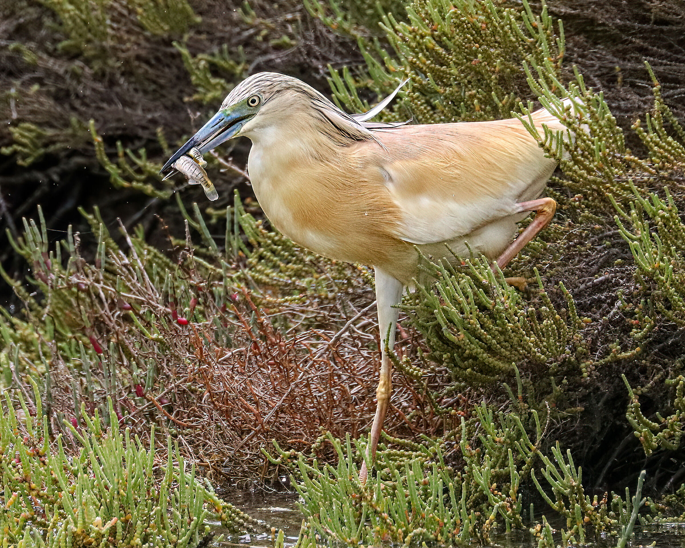 Squacco heron