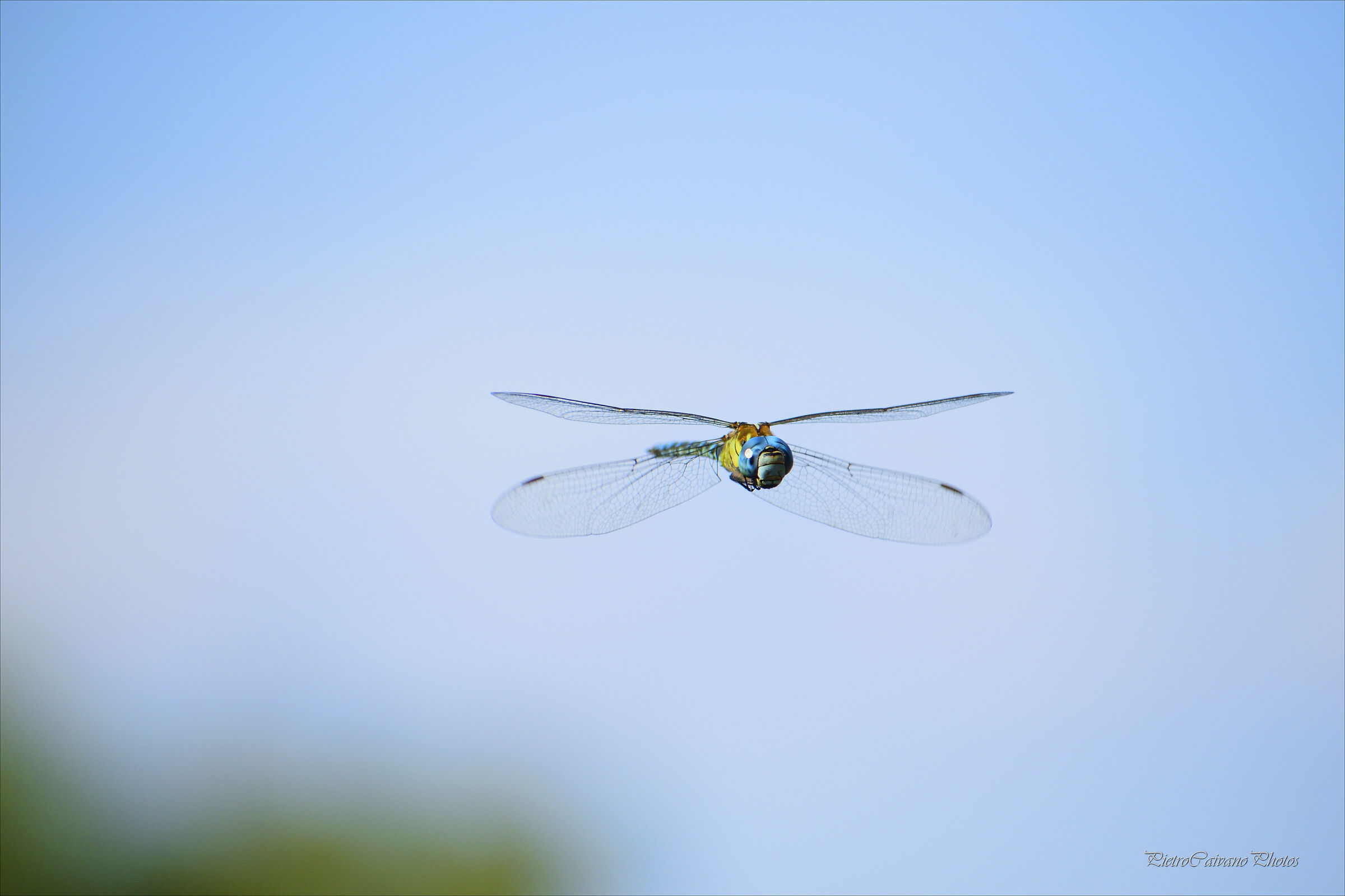 Libellulando quà e là...