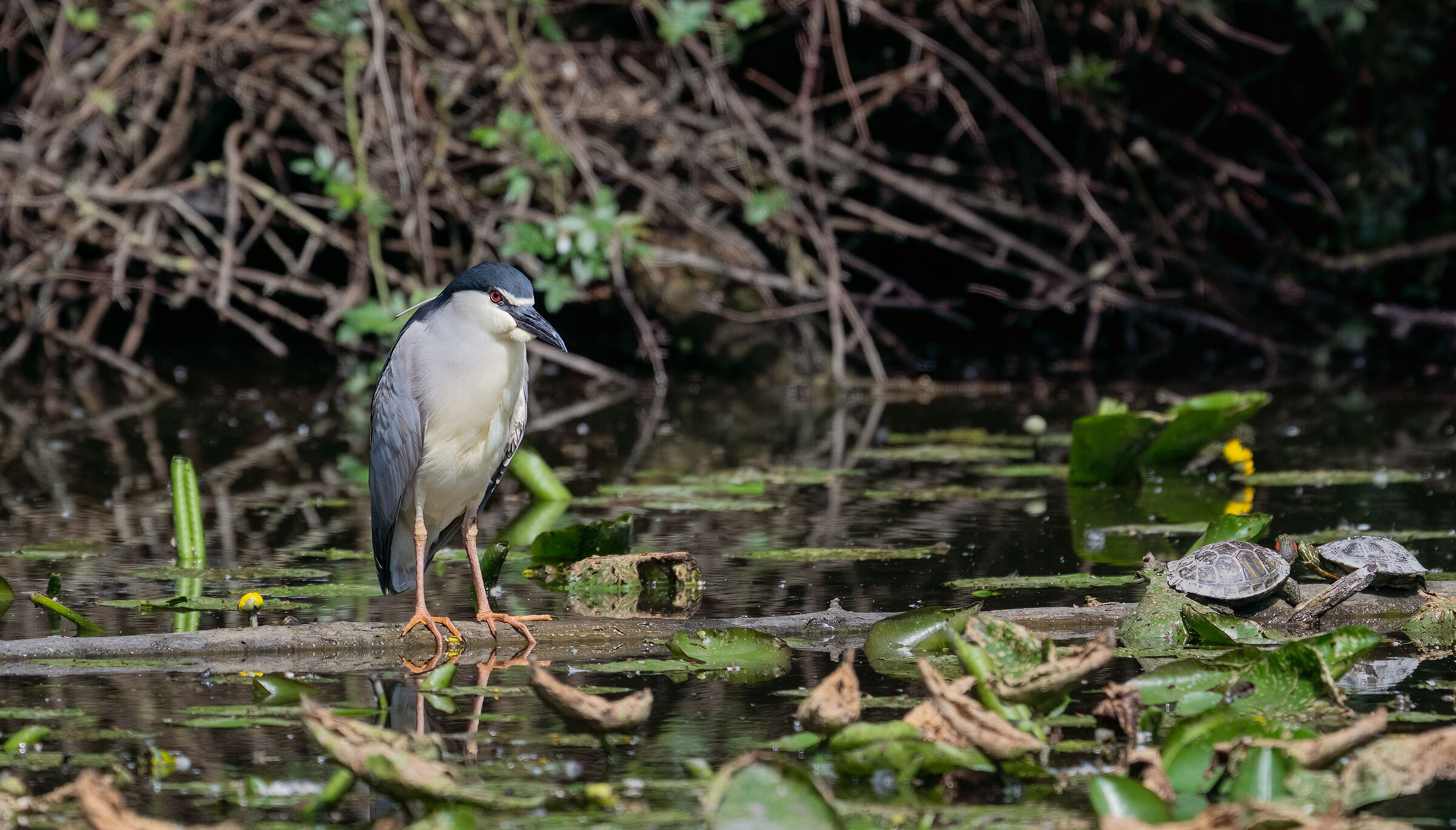 Nightjar scrutinizes turtles