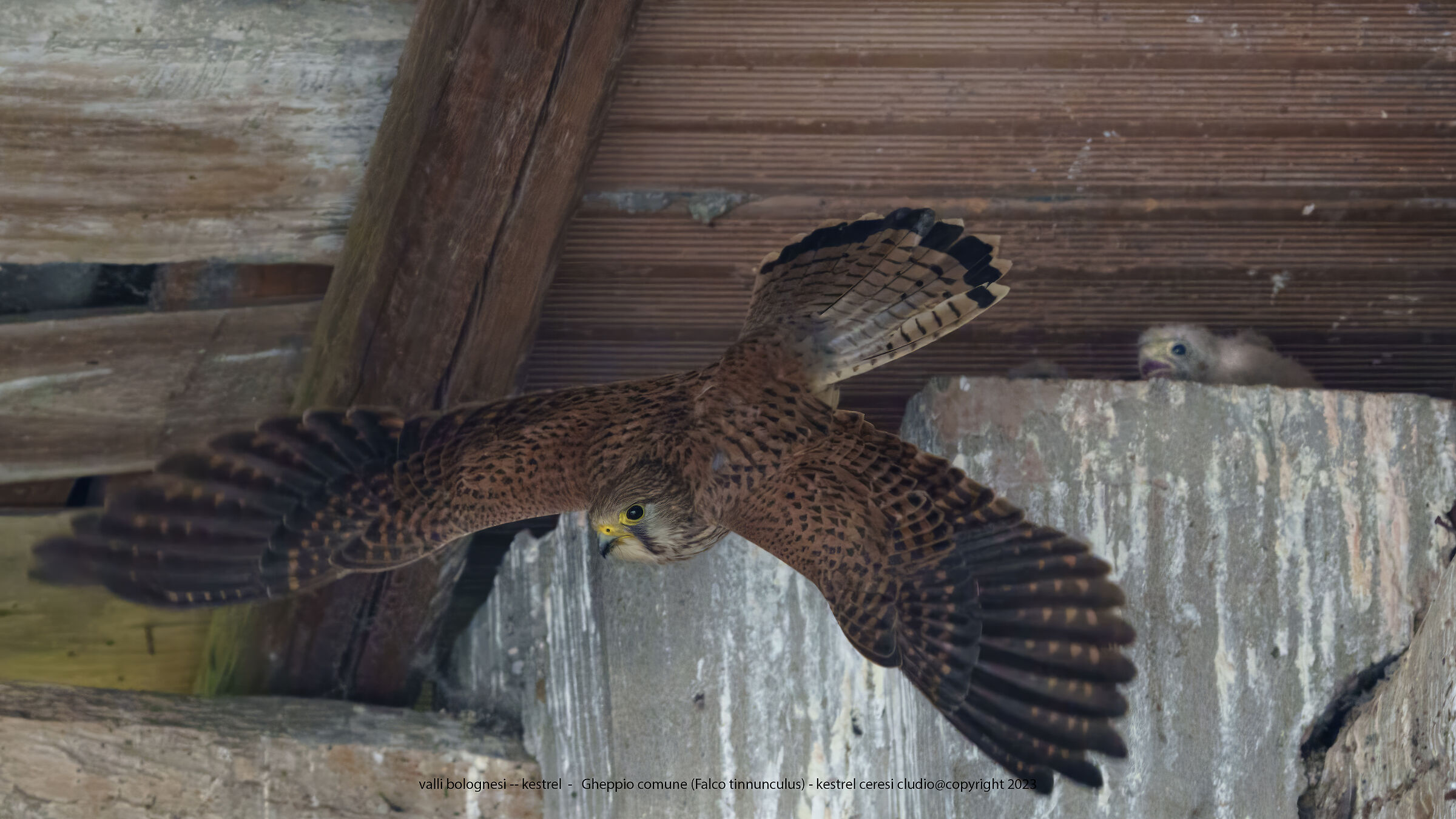 Gheppio comune (Falco tinnunculus)  kestrel.  imbeccata