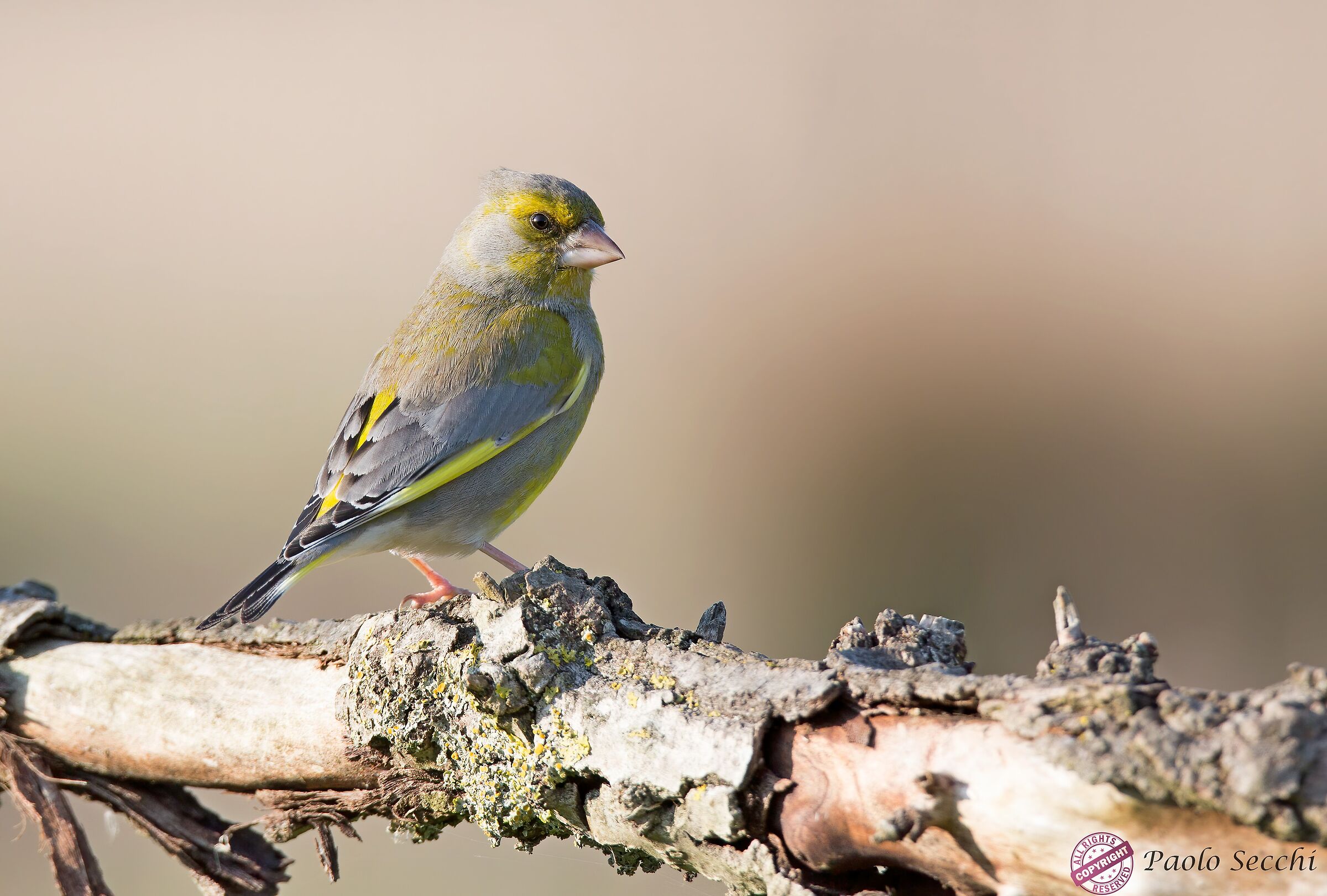 Greenfinch portrait