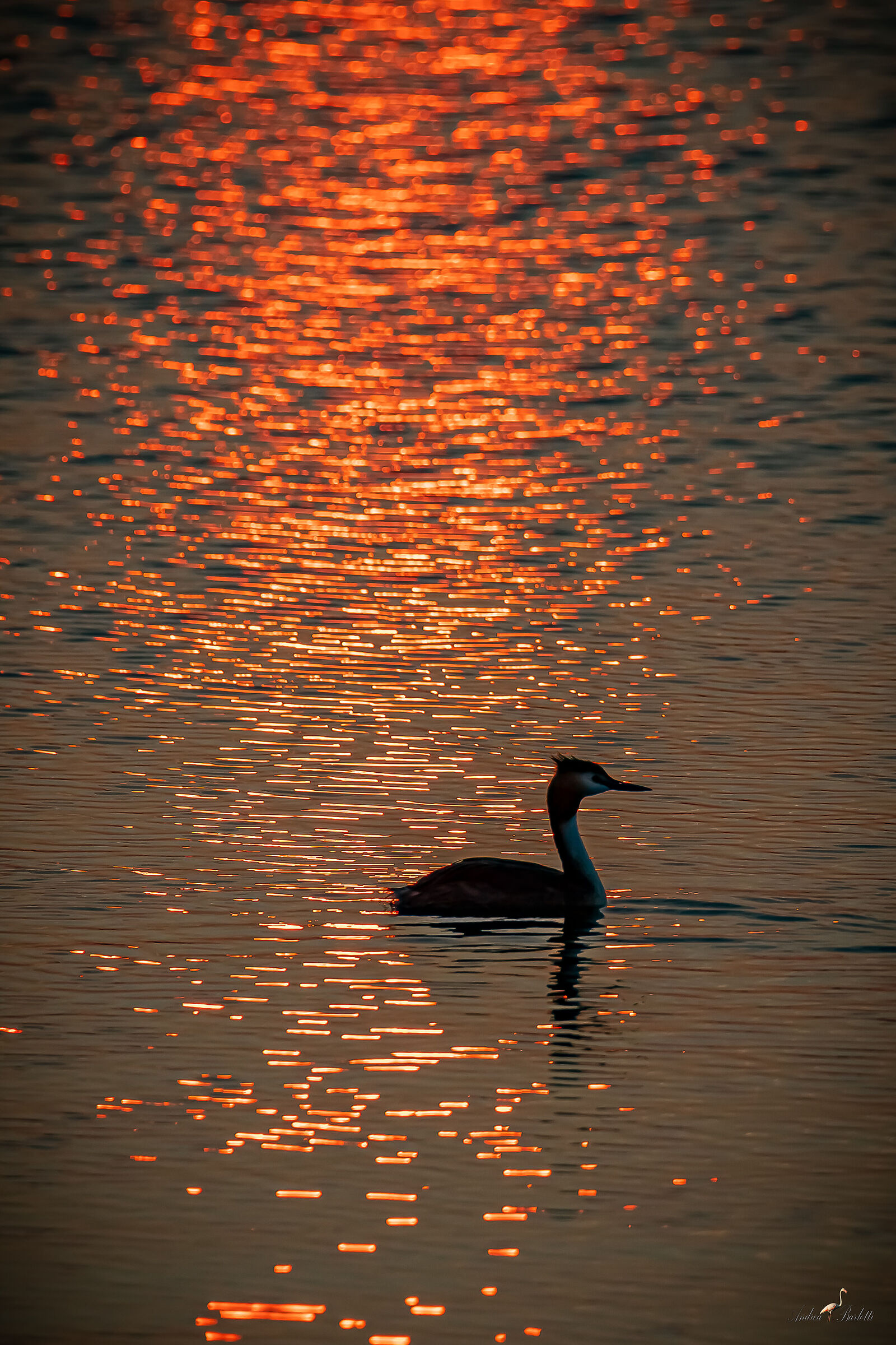 "Golden" grebe