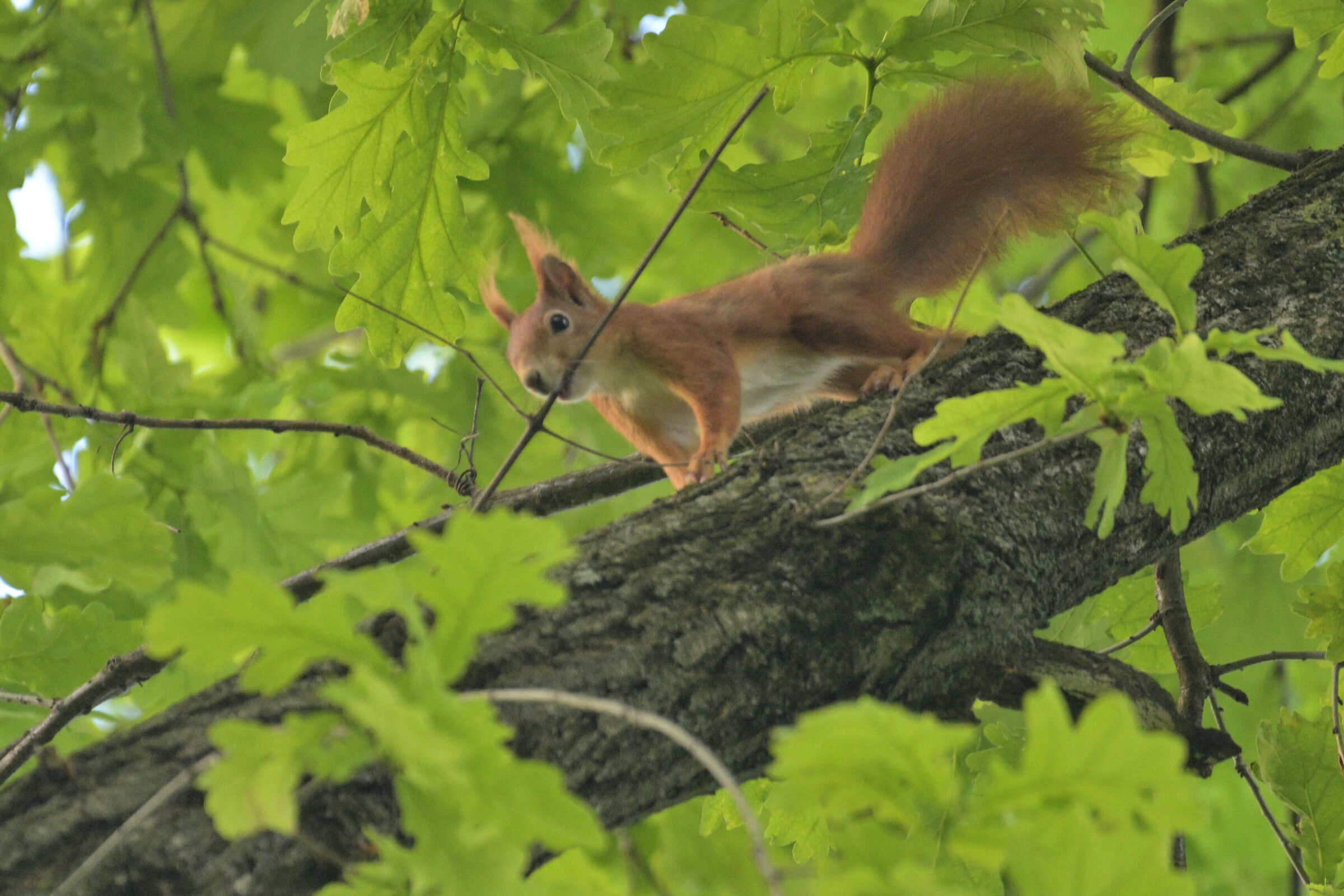 scoiattolo rosso equilibrista
