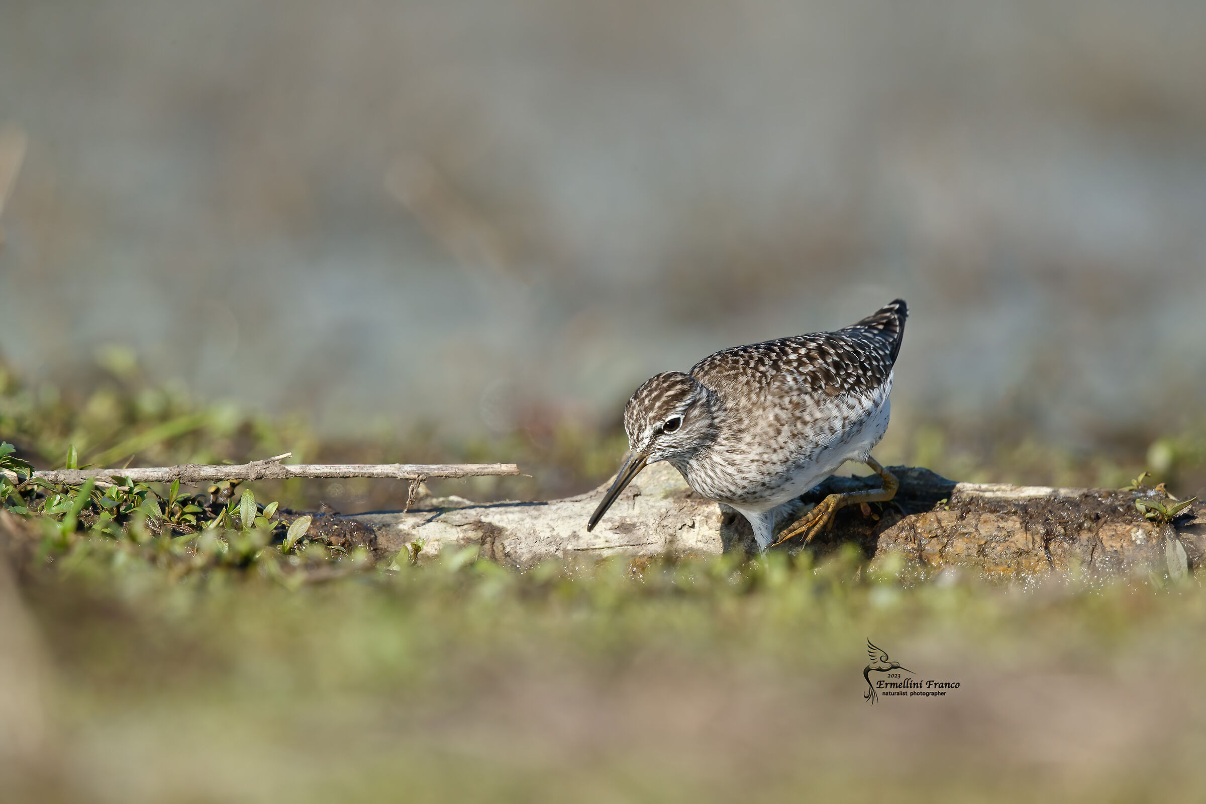 Greenshank
