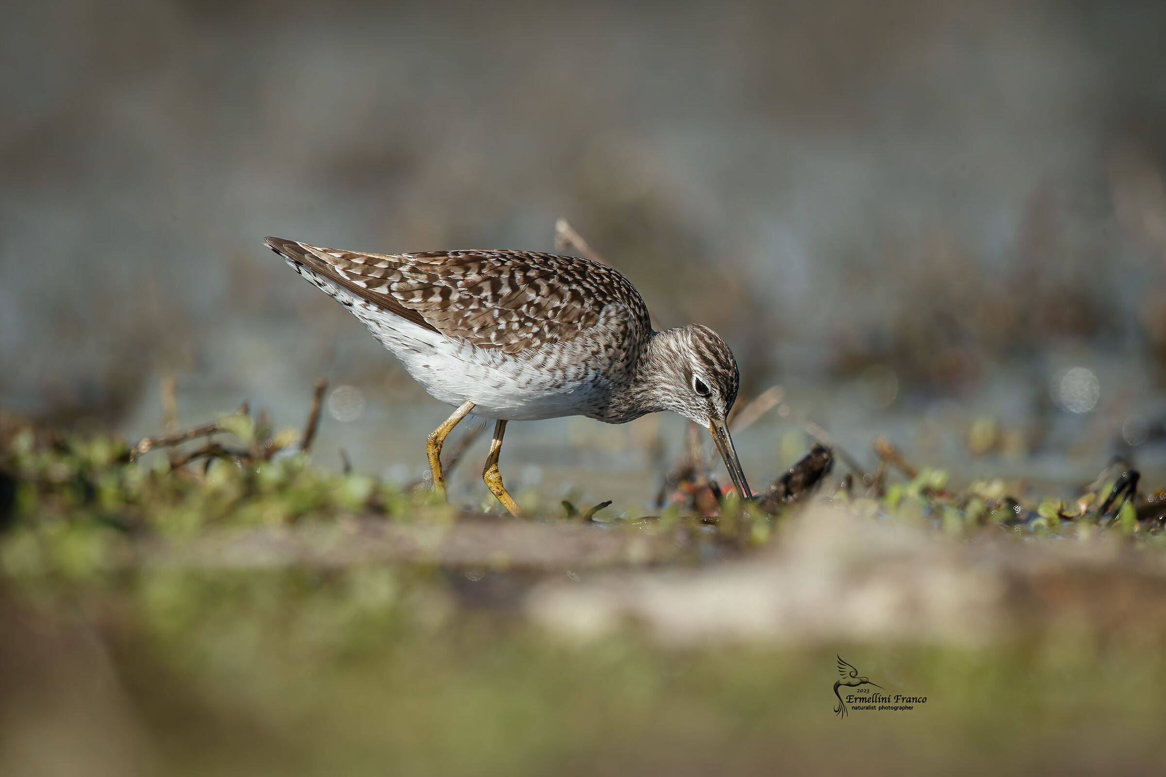 Greenshank