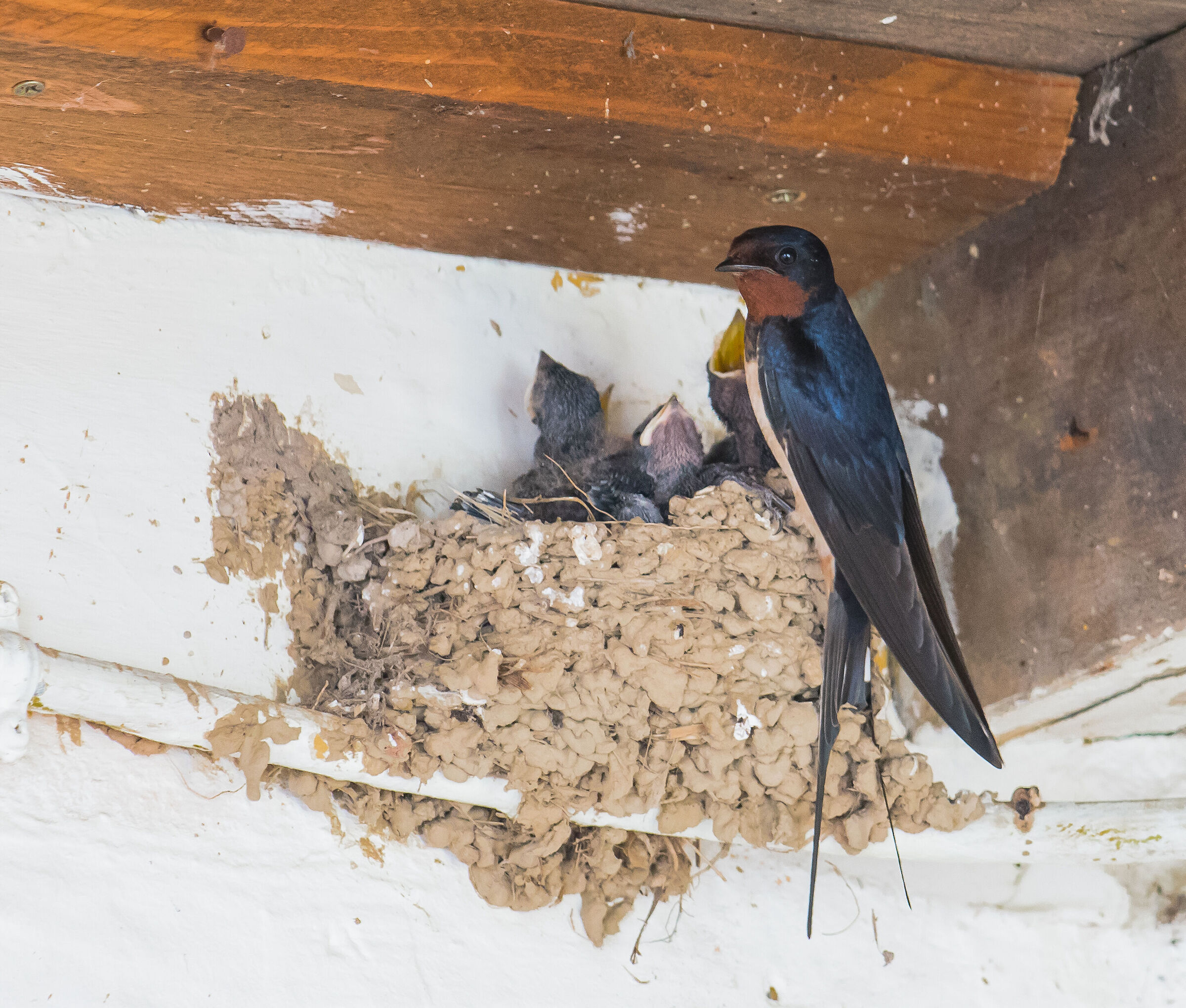 Little Swallows grow