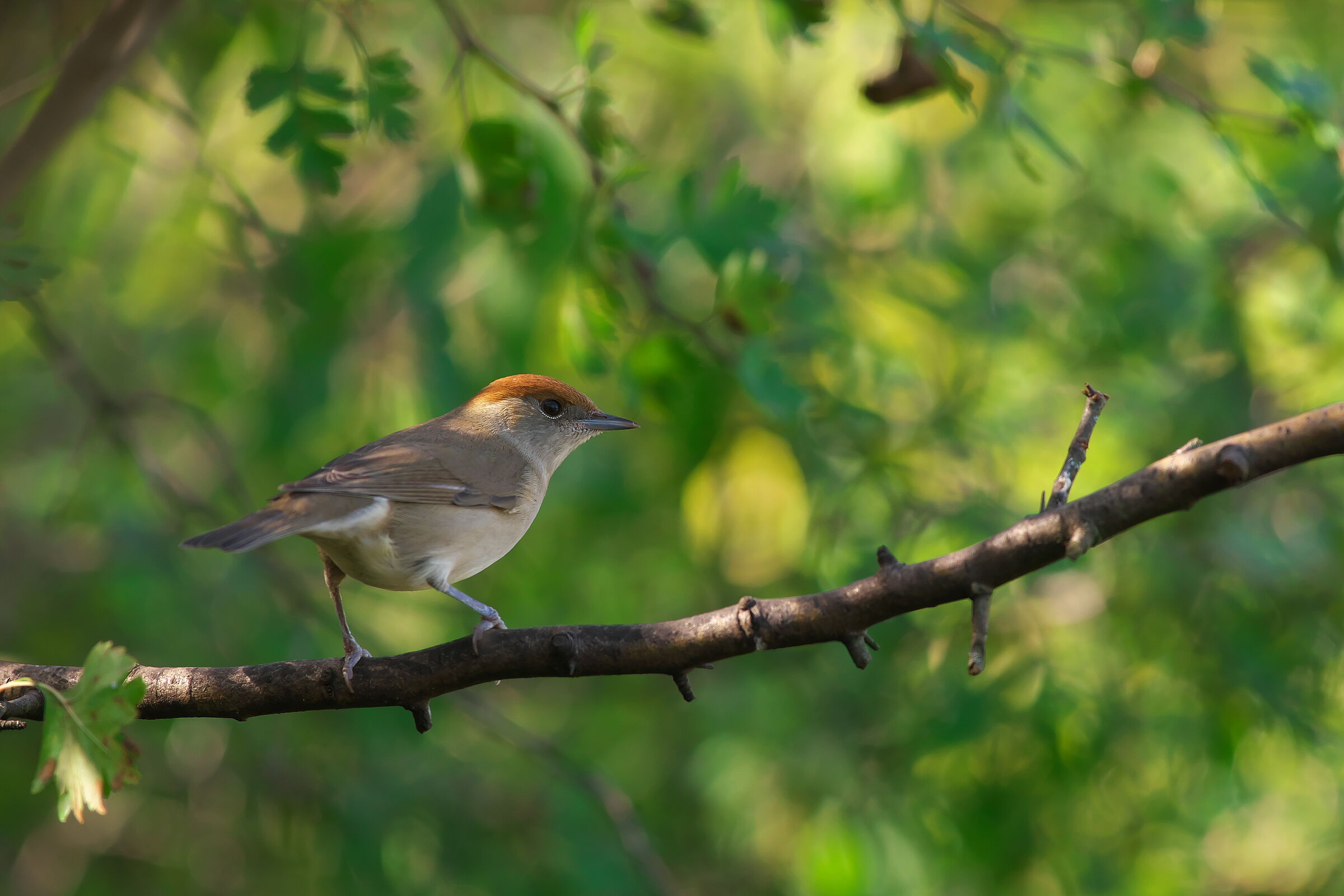 Eurasian blackcap (female)