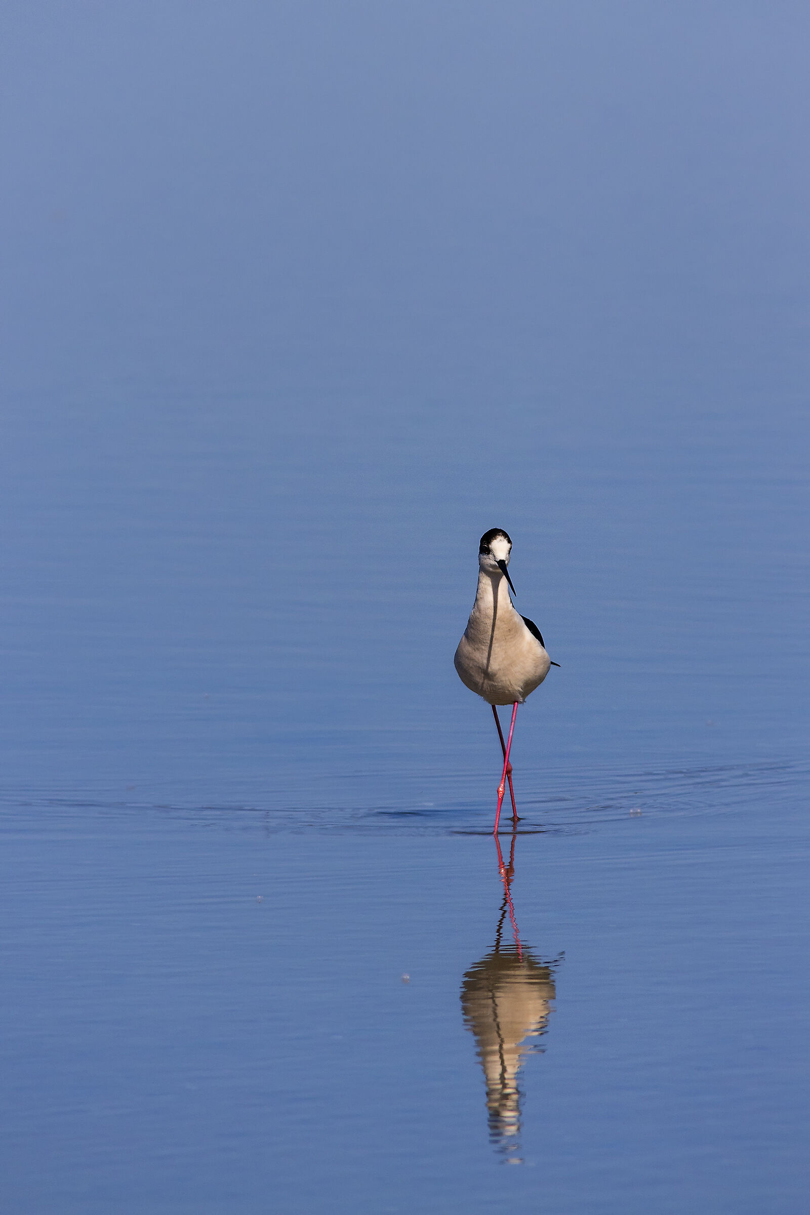 Un elegante Cavaliere