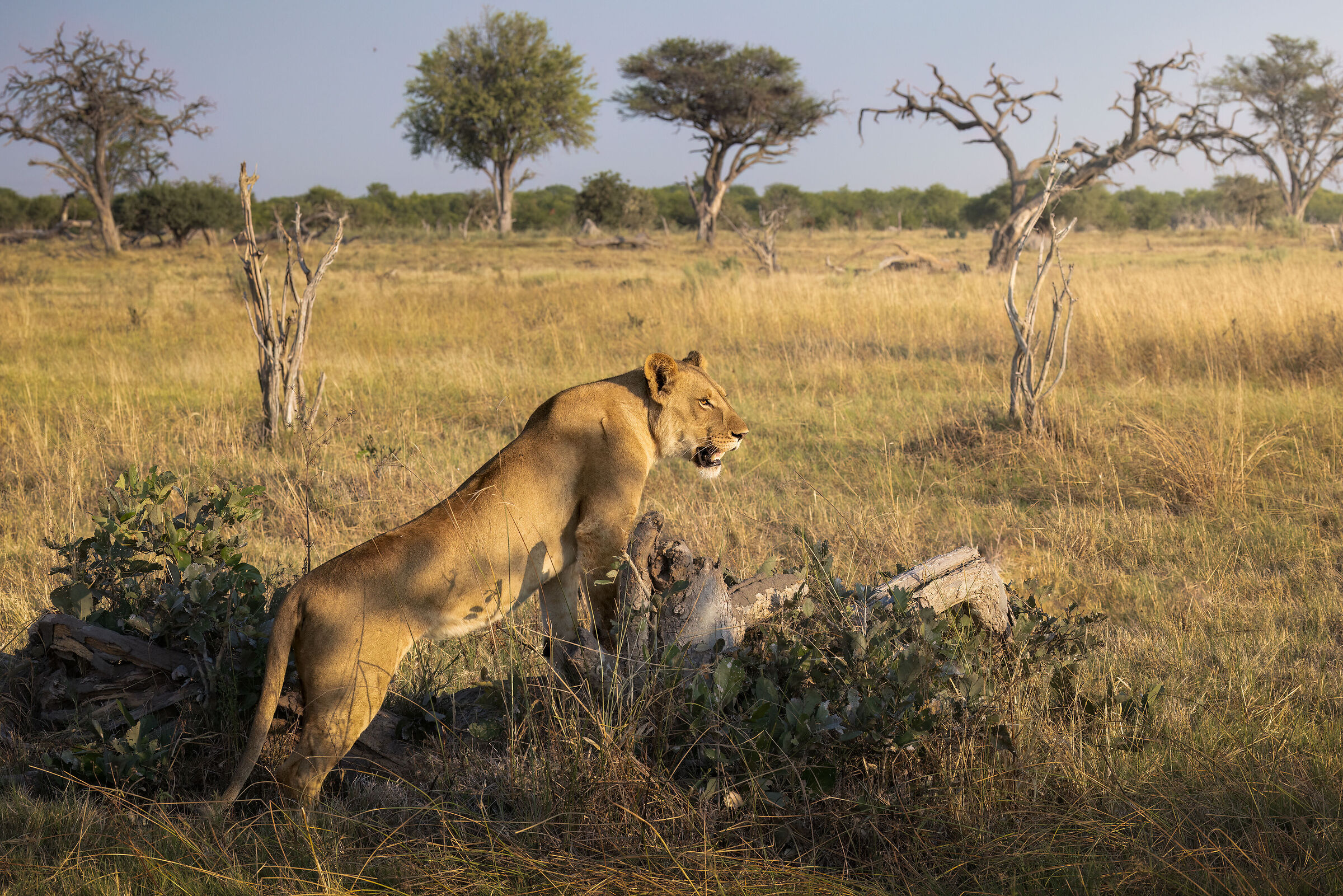A look at the savannah