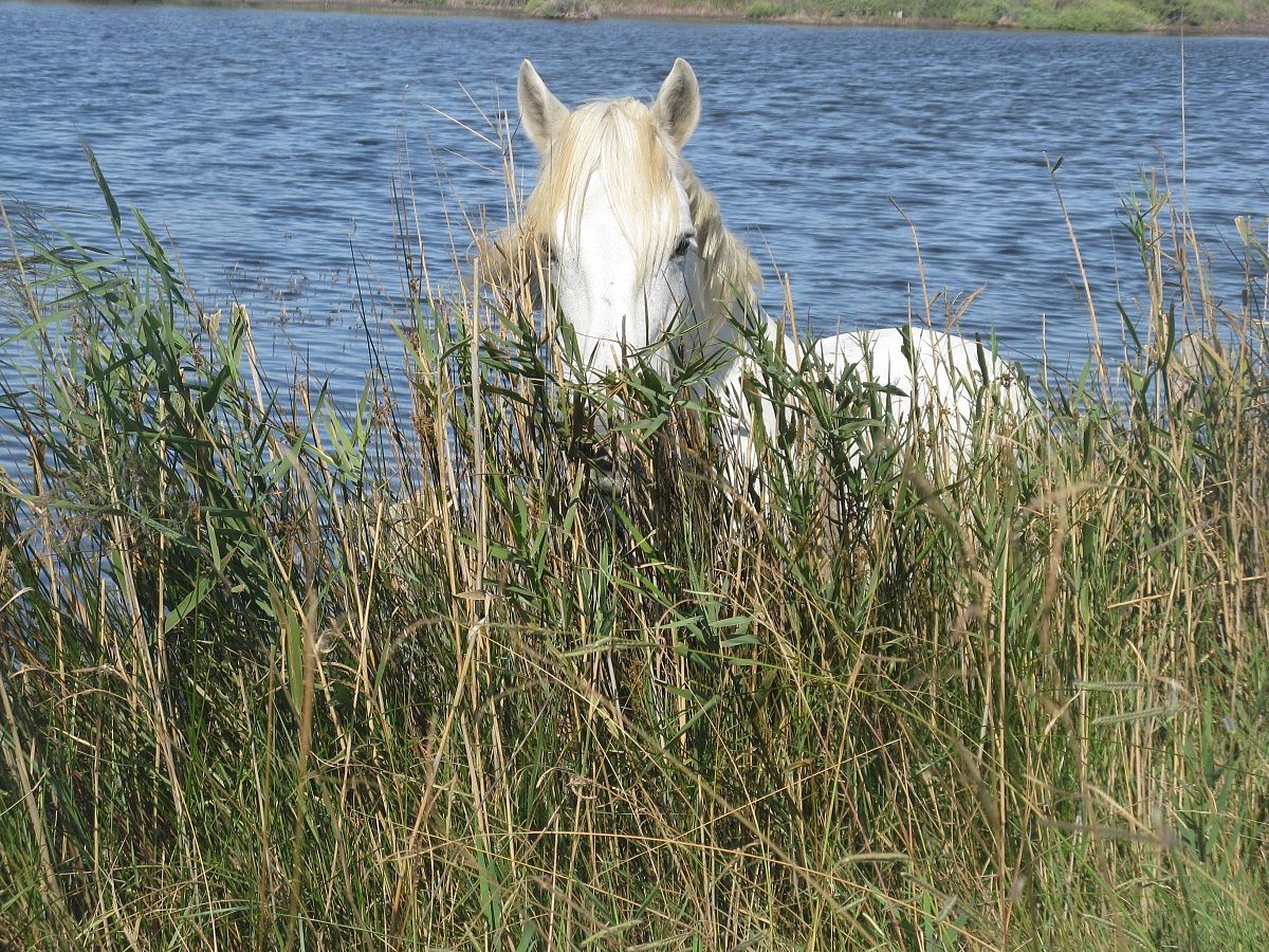 camargue