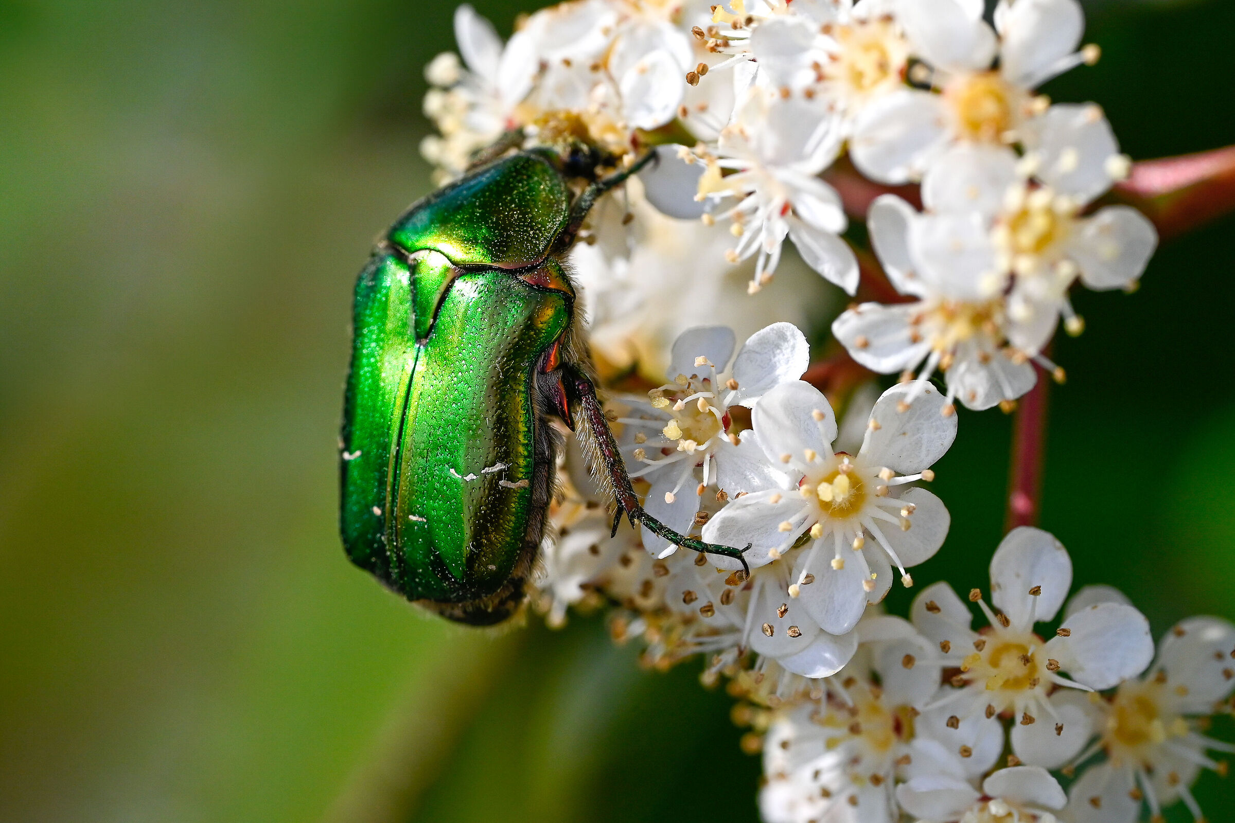 Beetle
