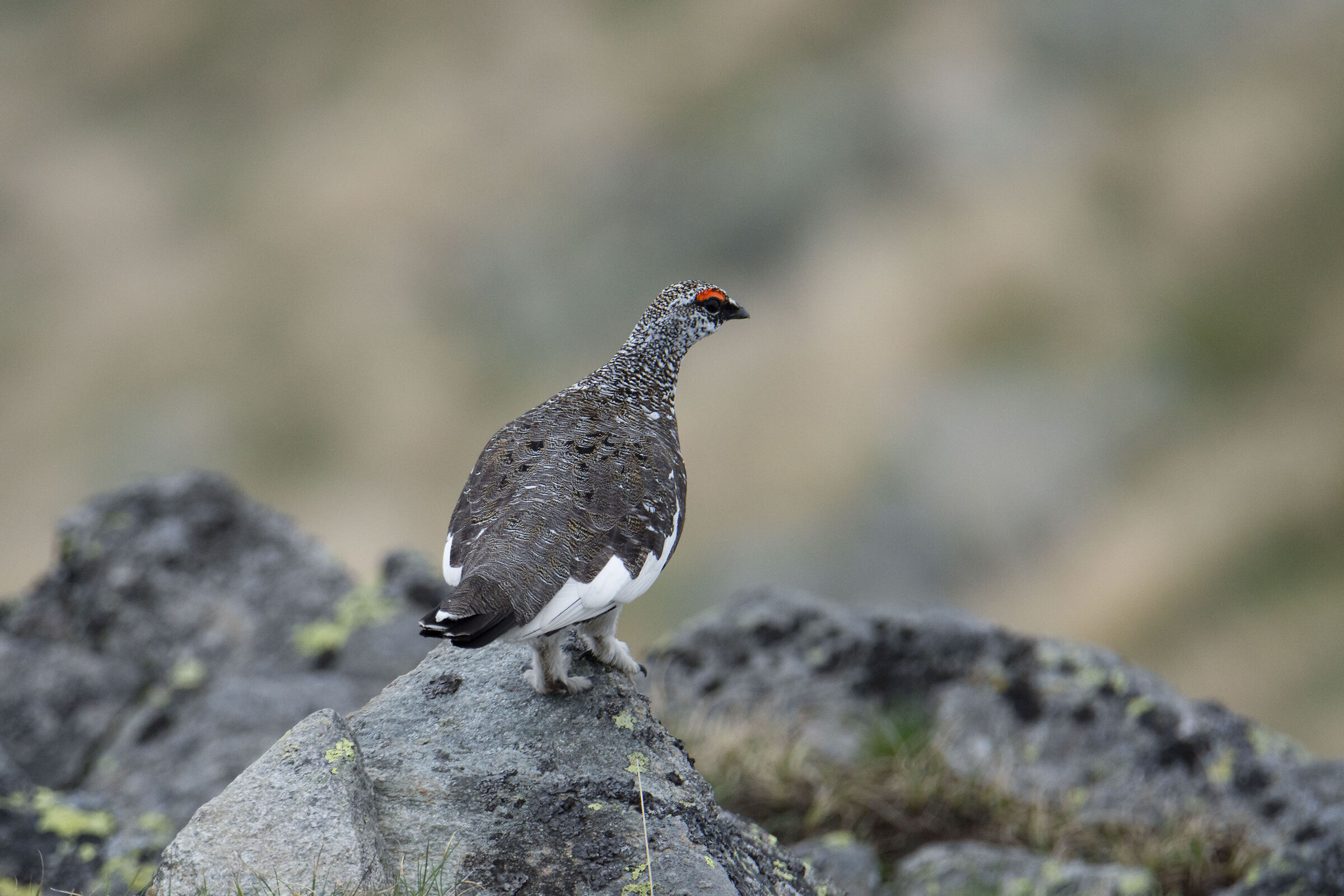 Partridge in exchange plumage