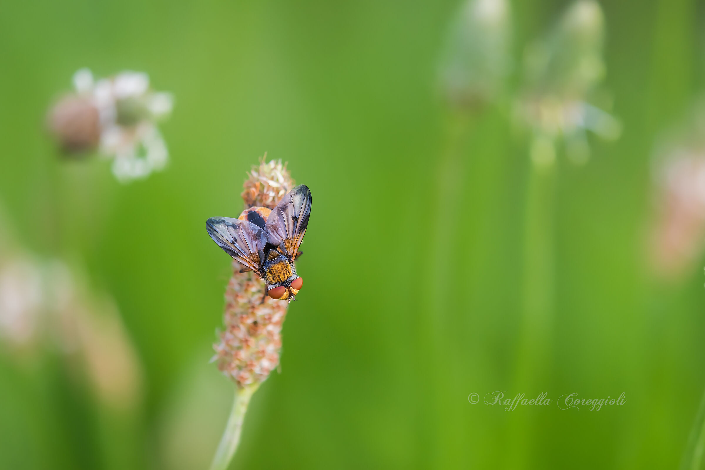 Ectophasia crassipennis