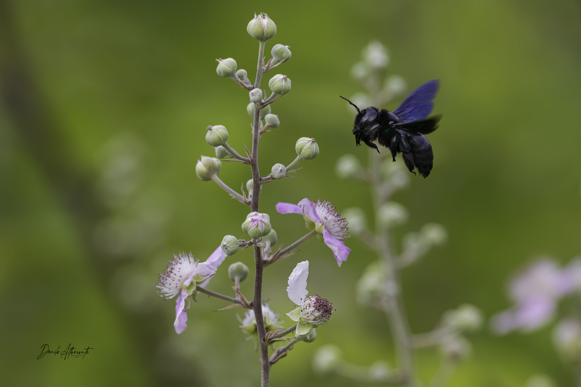Bee