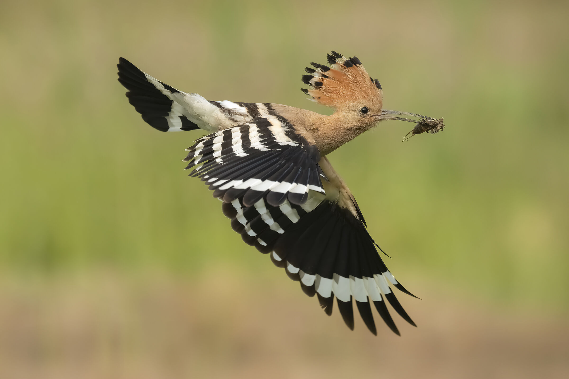 Hoopoe