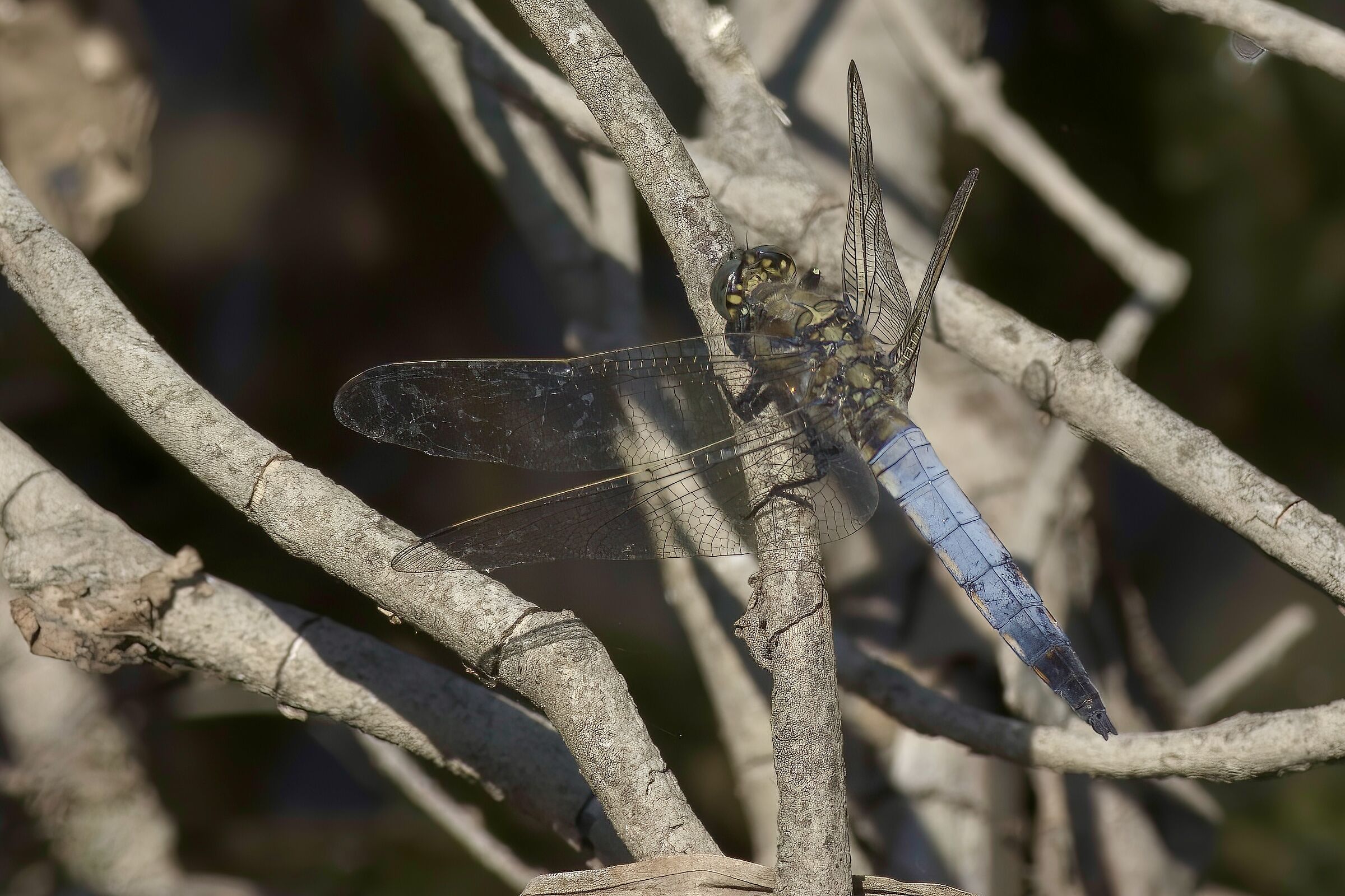 frecciazzurra puntanera