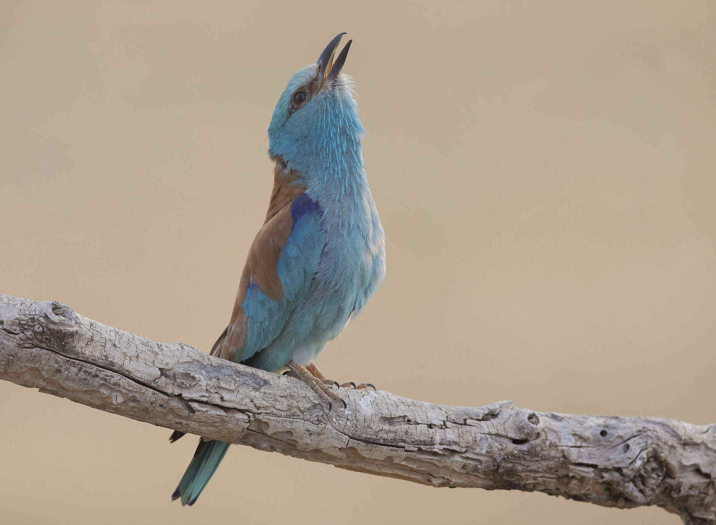 ghiandaia marina (coracias garrulus)