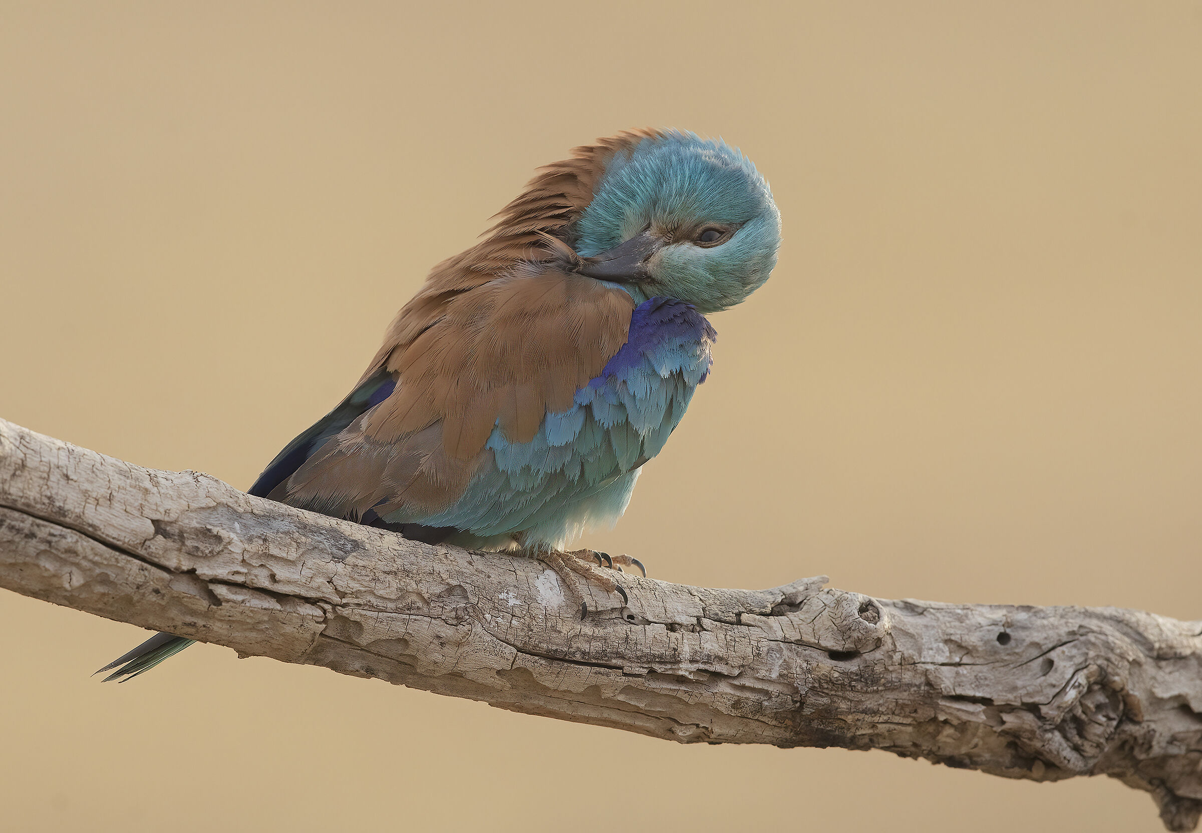 ghiandaia marina (coracias garrulus)