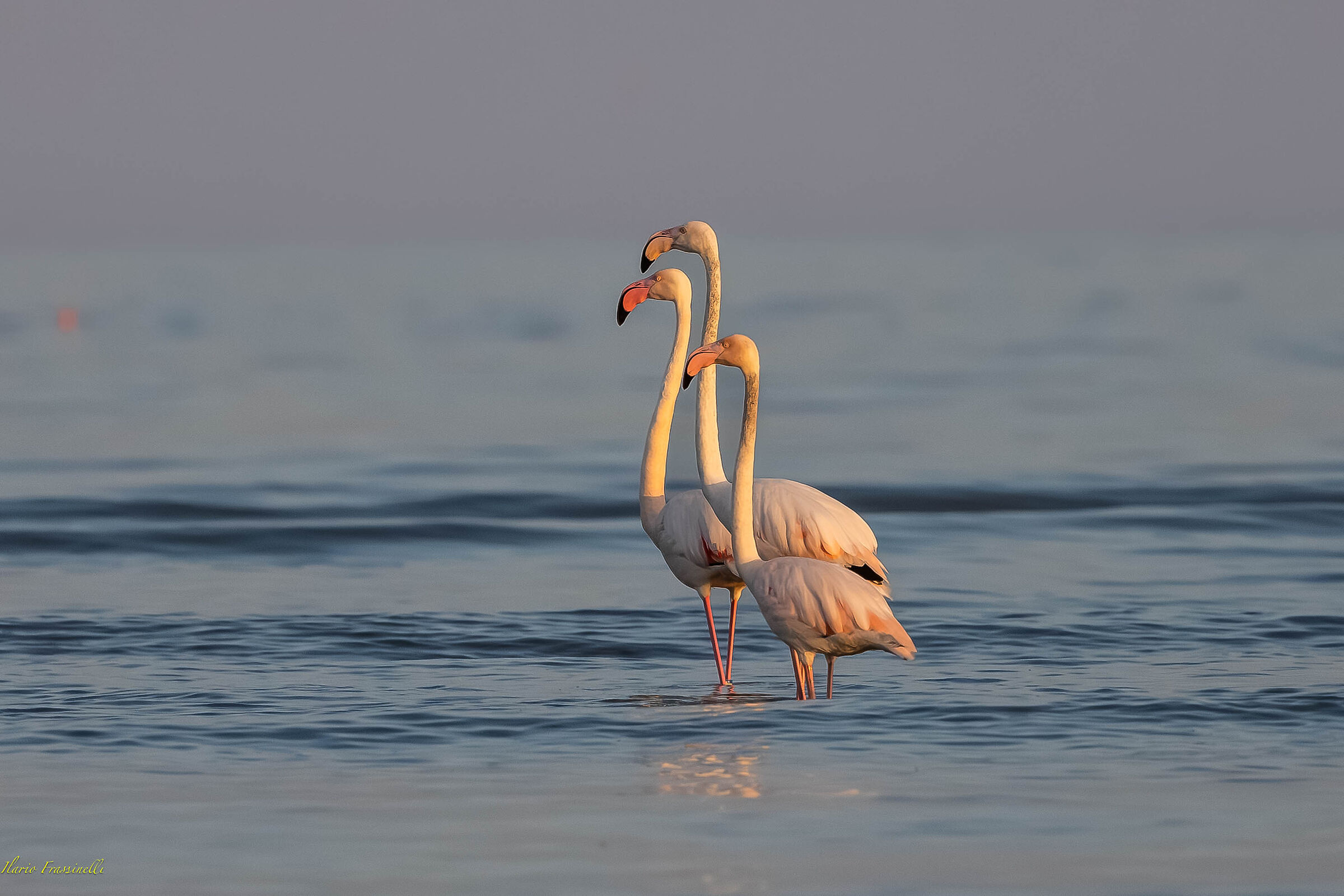 Flamingos at sunset