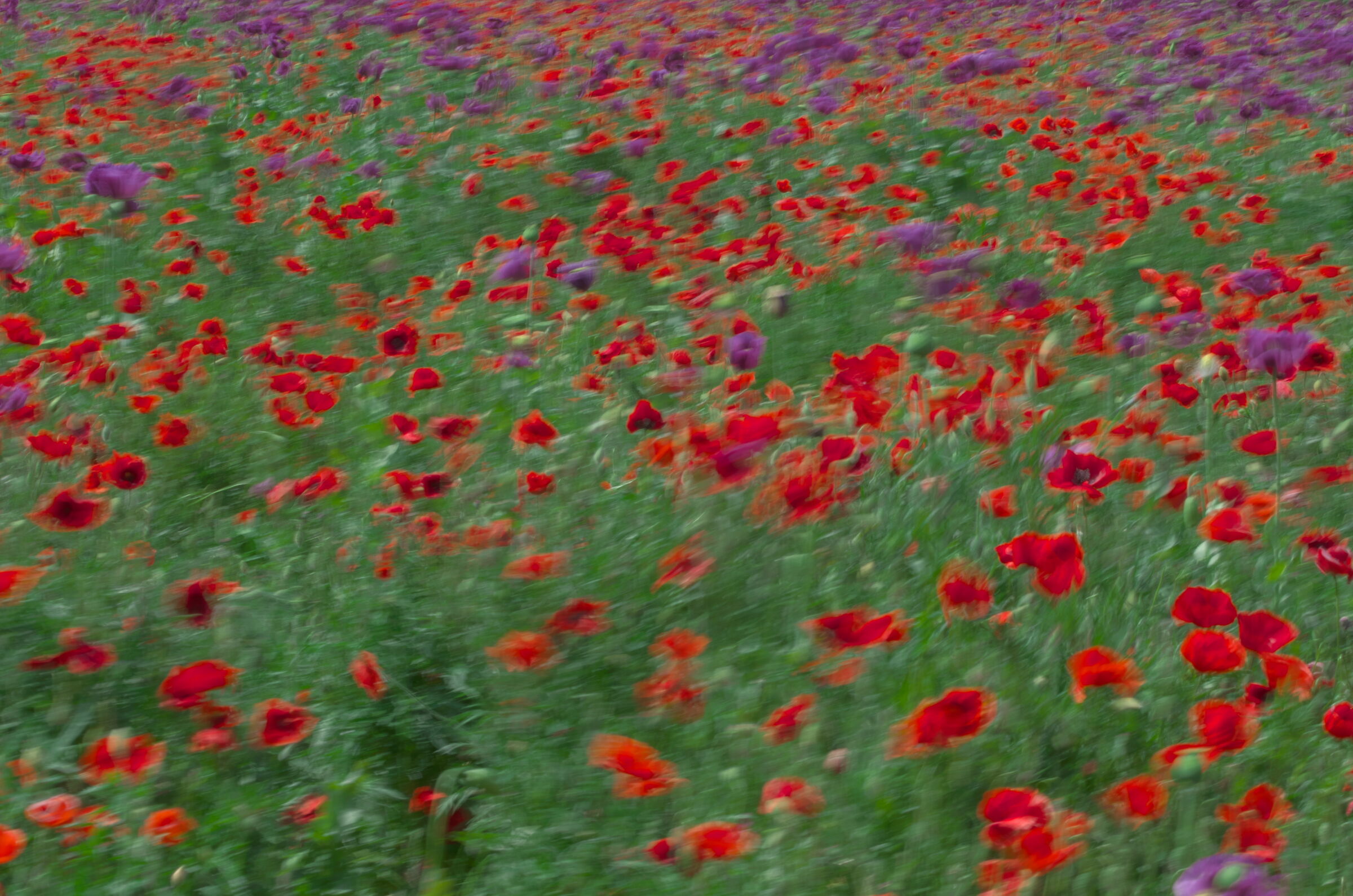 Poppies