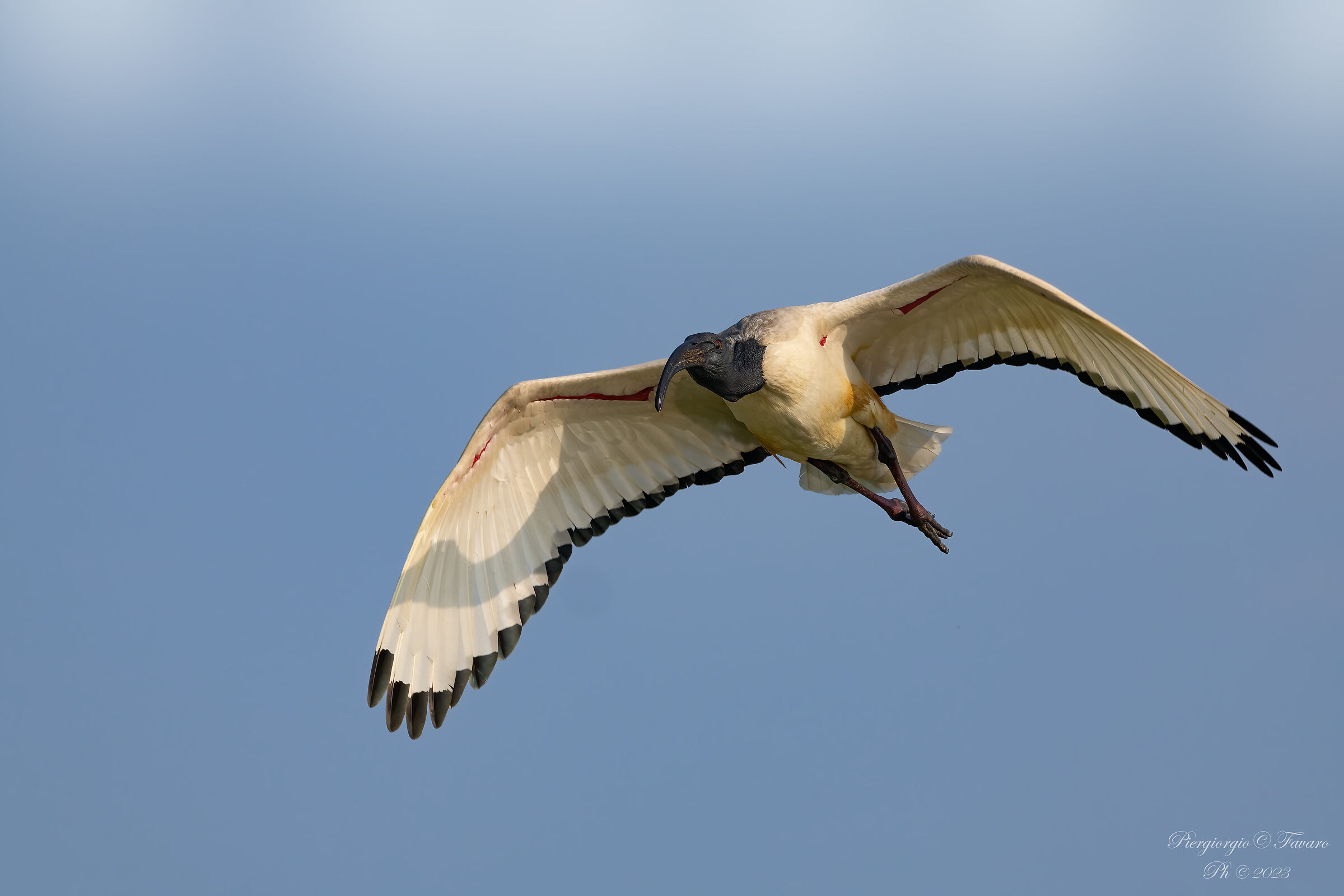 Ibis Sacro
