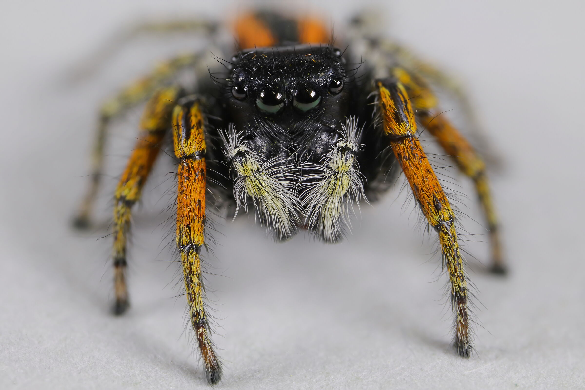 Philaeus chrysops male