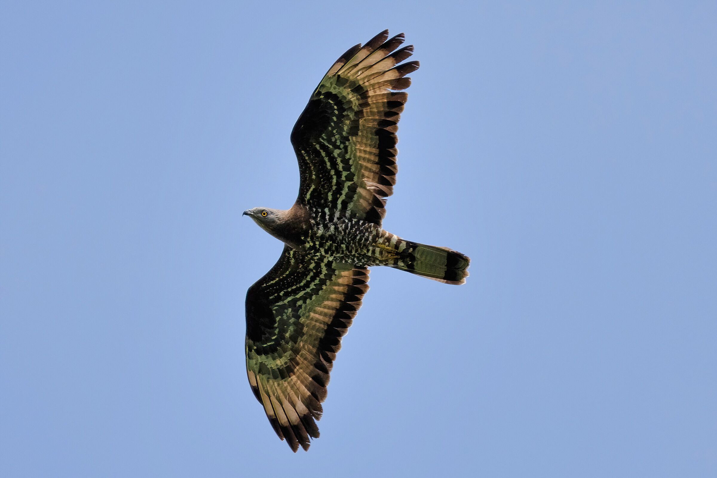 Honey buzzard (Pernis apivorus)