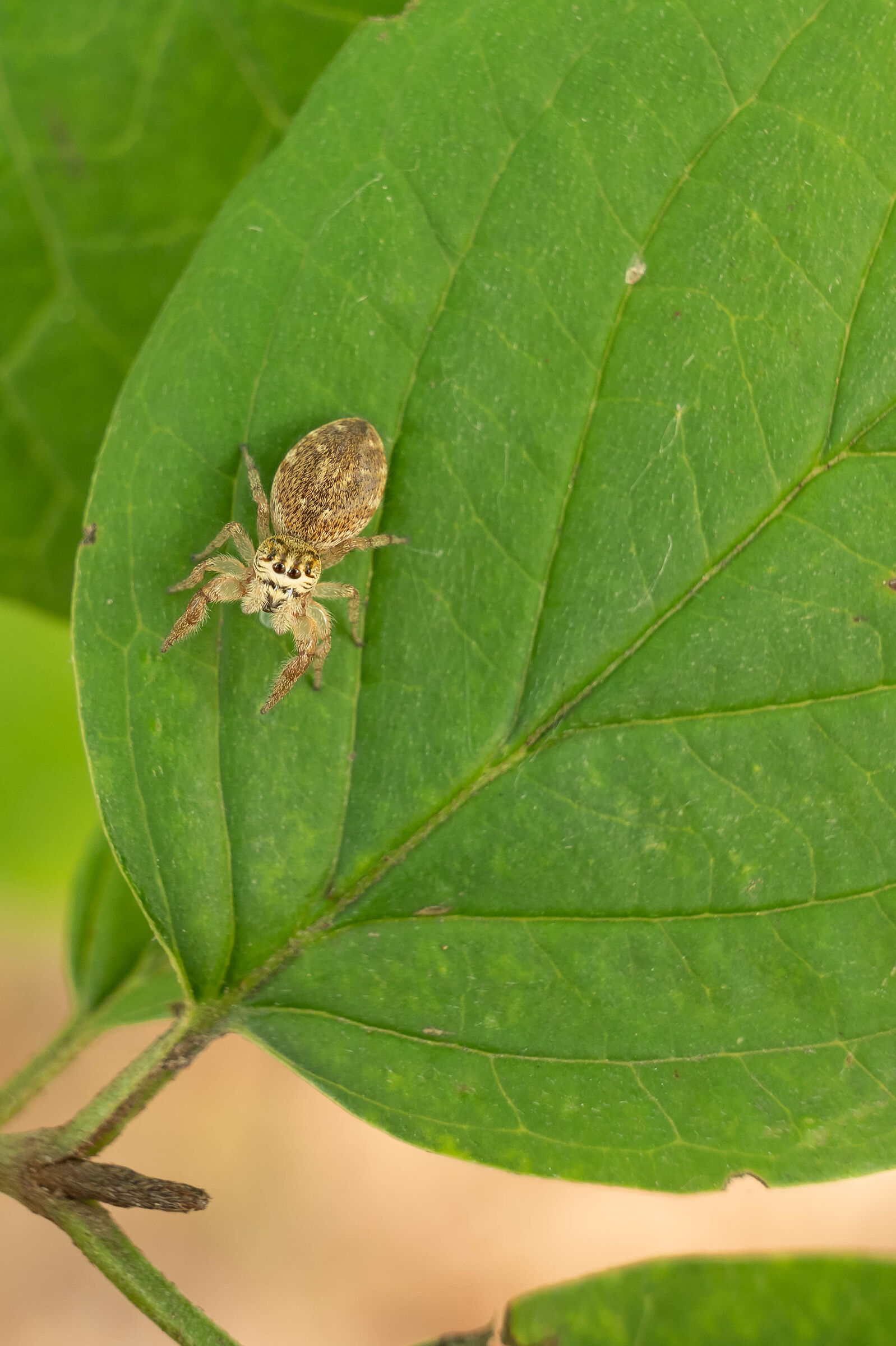 Arachnida araneae